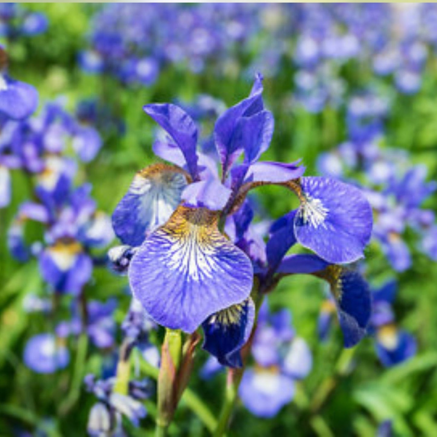 Siberian Iris Starter Plant – Well-Rooted Early Blooming Iris sibirica for Borders and Mass Planting