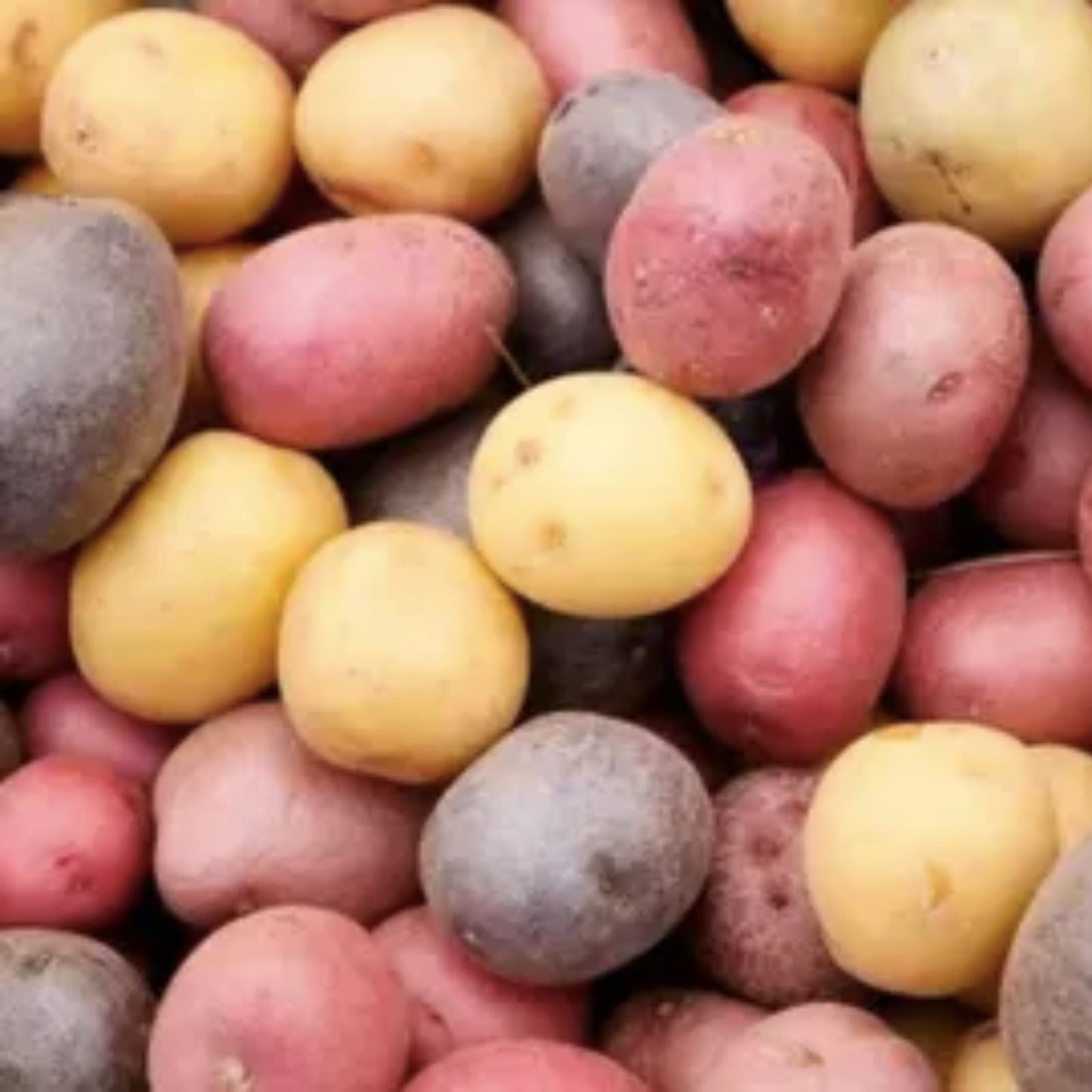Harvest Moon Baby Seed Potatoes for Planting, Organic Early Variety, Solanum tuberosum, Small Seed Tubers