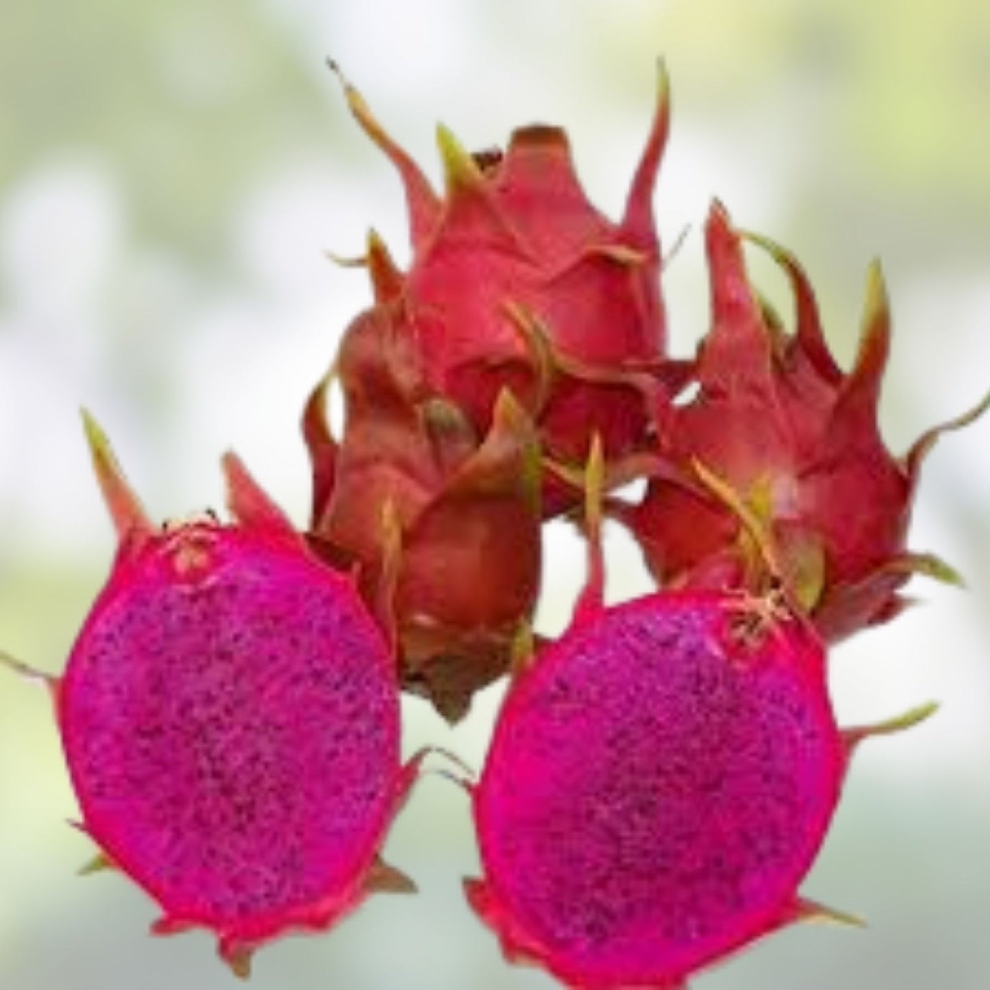 Dragon Fruit Cuttings - Purple Flesh & Pink Skin - Hylocereus undatus - 2 Pack, Over 10 Inches