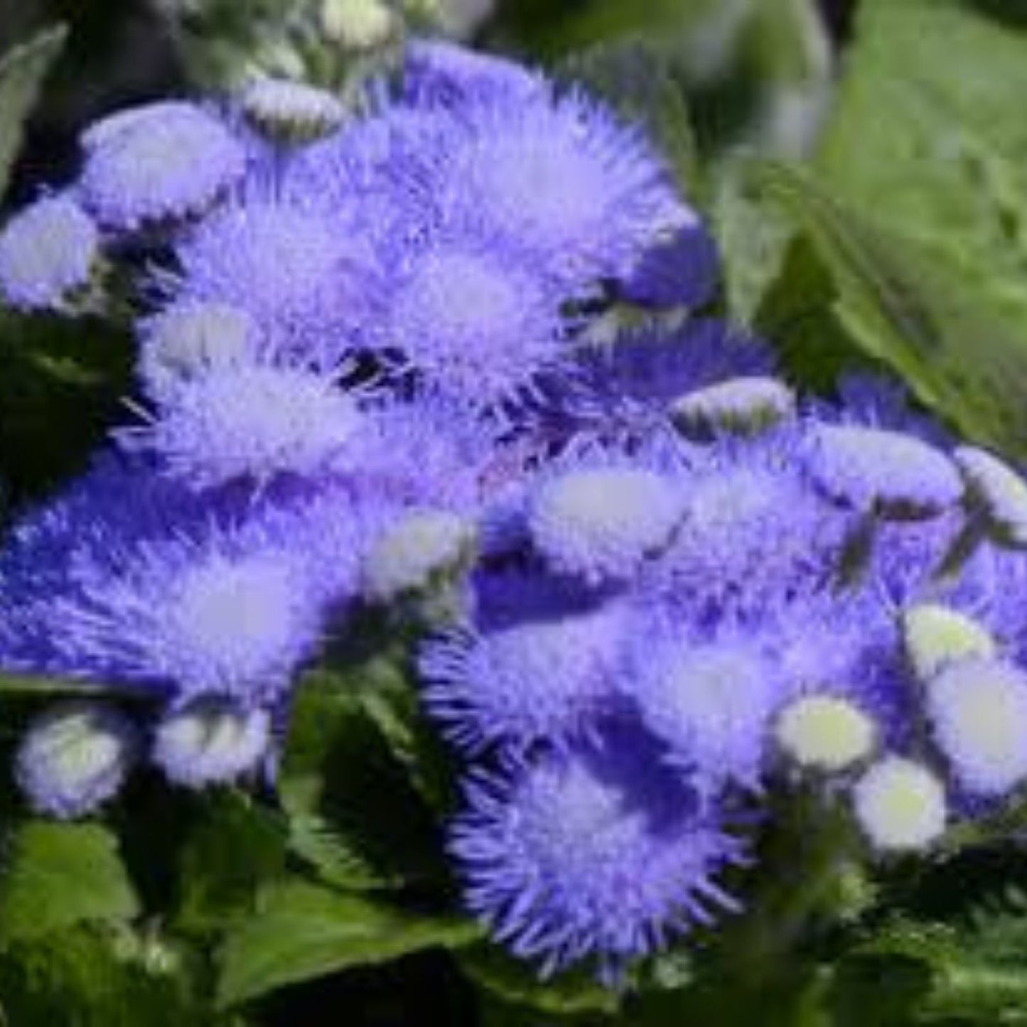 Blue Flossflower Seeds 50 Pack for Planting, Ageratum houstonianum, Garden Borders, Flower Bed, Perennial, Easy to Grow