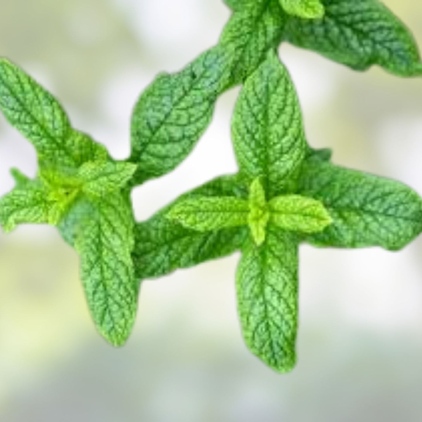 Spearmint Starter Plants Set of 6 - Perennial Mint Herb Garden - Mentha spicata Fresh Herb Plants