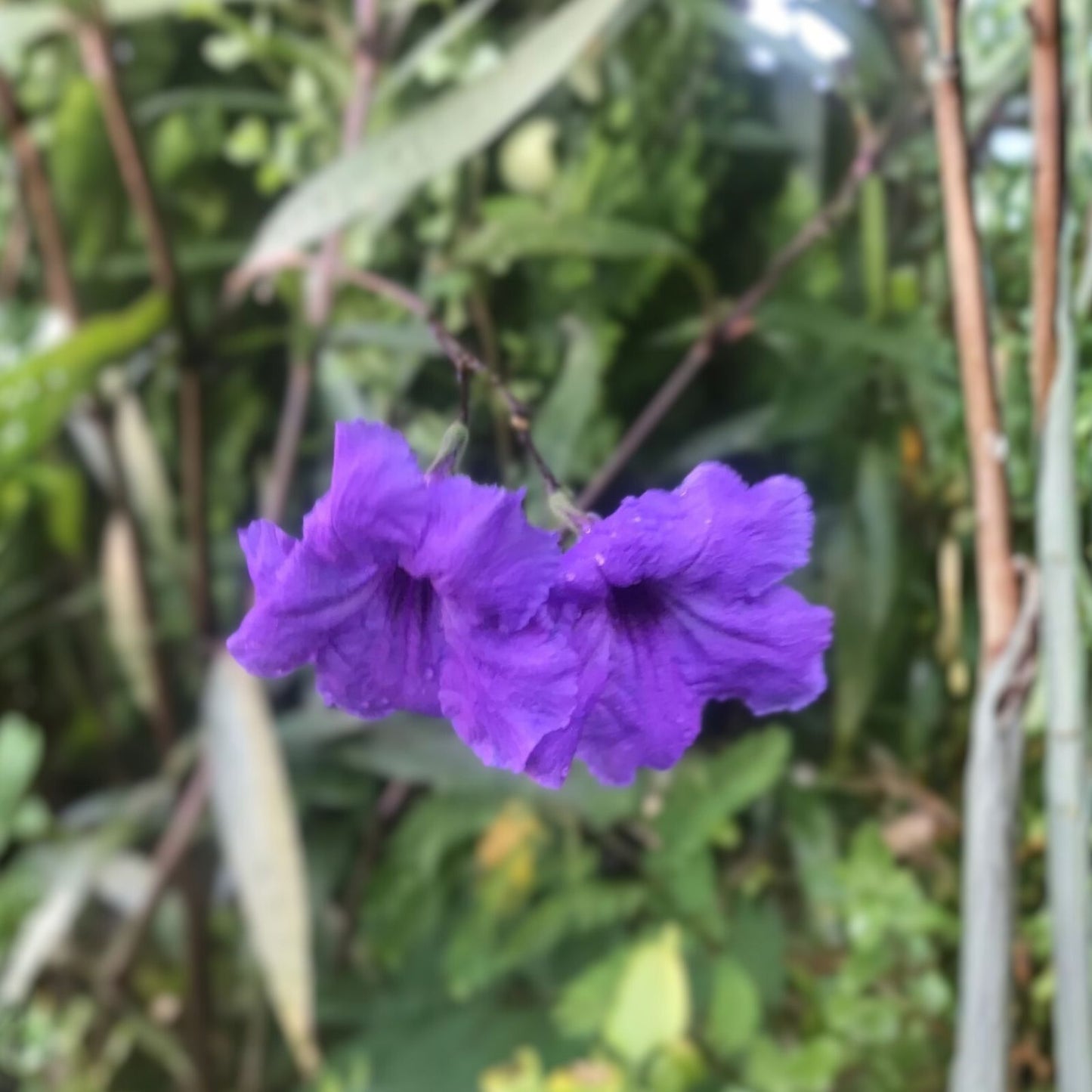 Mexican Petunia Cuttings - 10 Organic Purple Flower Hedges - 8" Long Perennial Ruellia simplex
