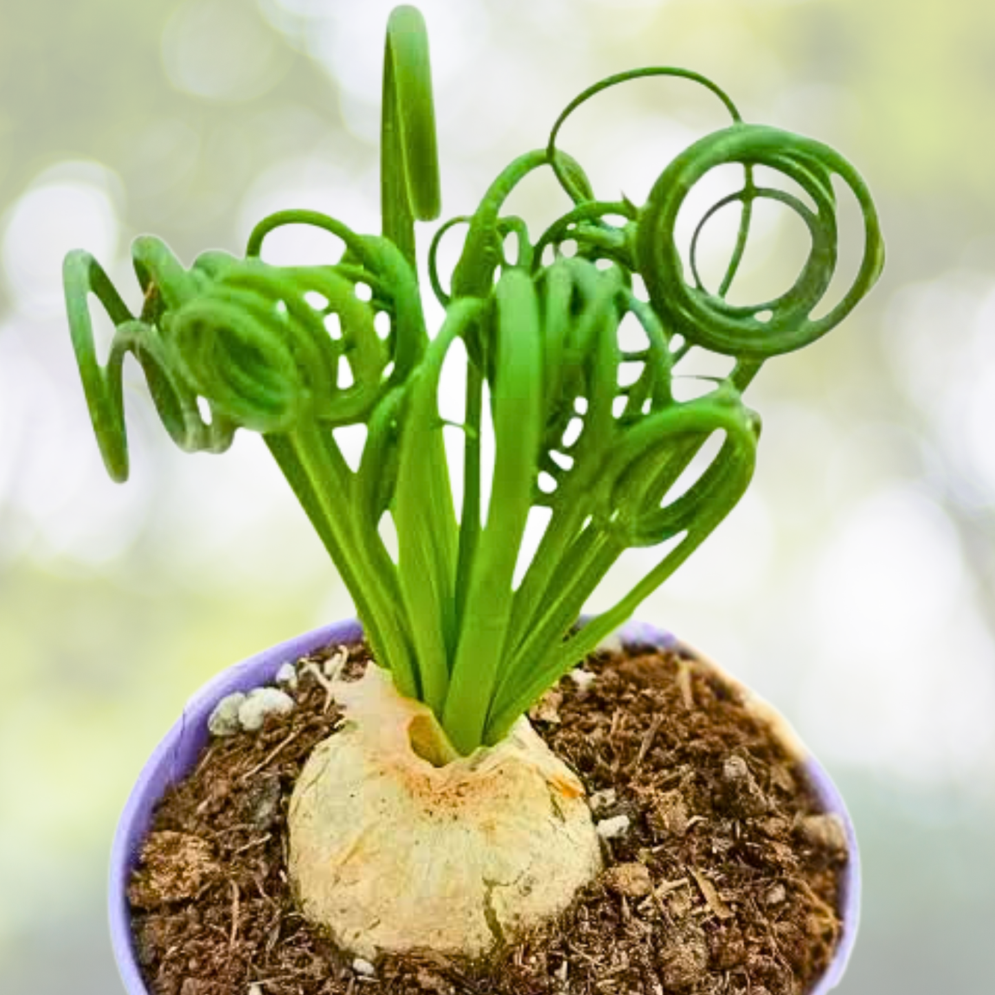 200PCS Spiral Grass Seeds - Green Succulents for DIY Bonsai & Potted Flowers - Perfect for Gardening Projects