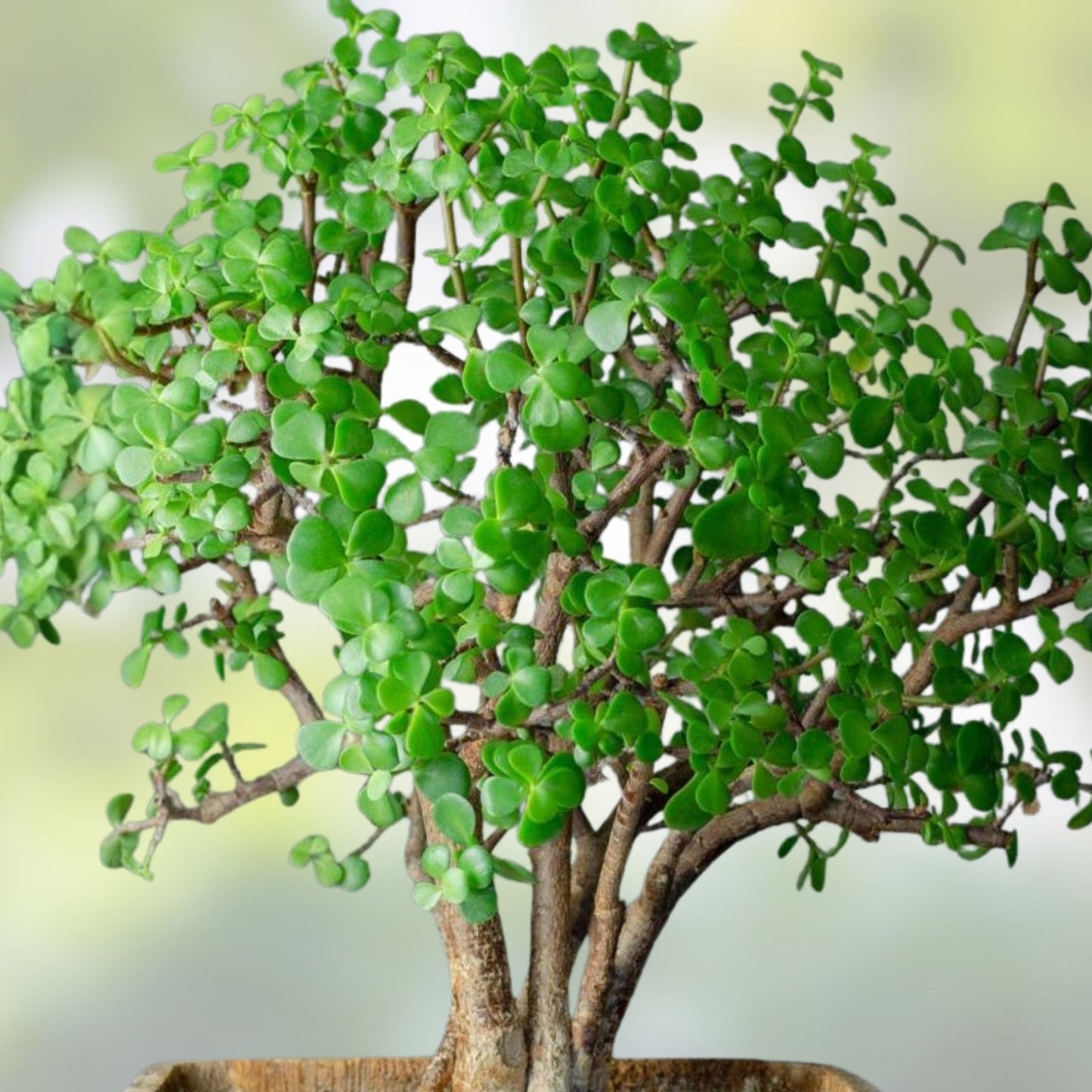 Large Portulacaria Afra Elephant Bush Cuttings – Dwarf Jade Succulent Propagation – 100 Plant Cuttings for Gardening