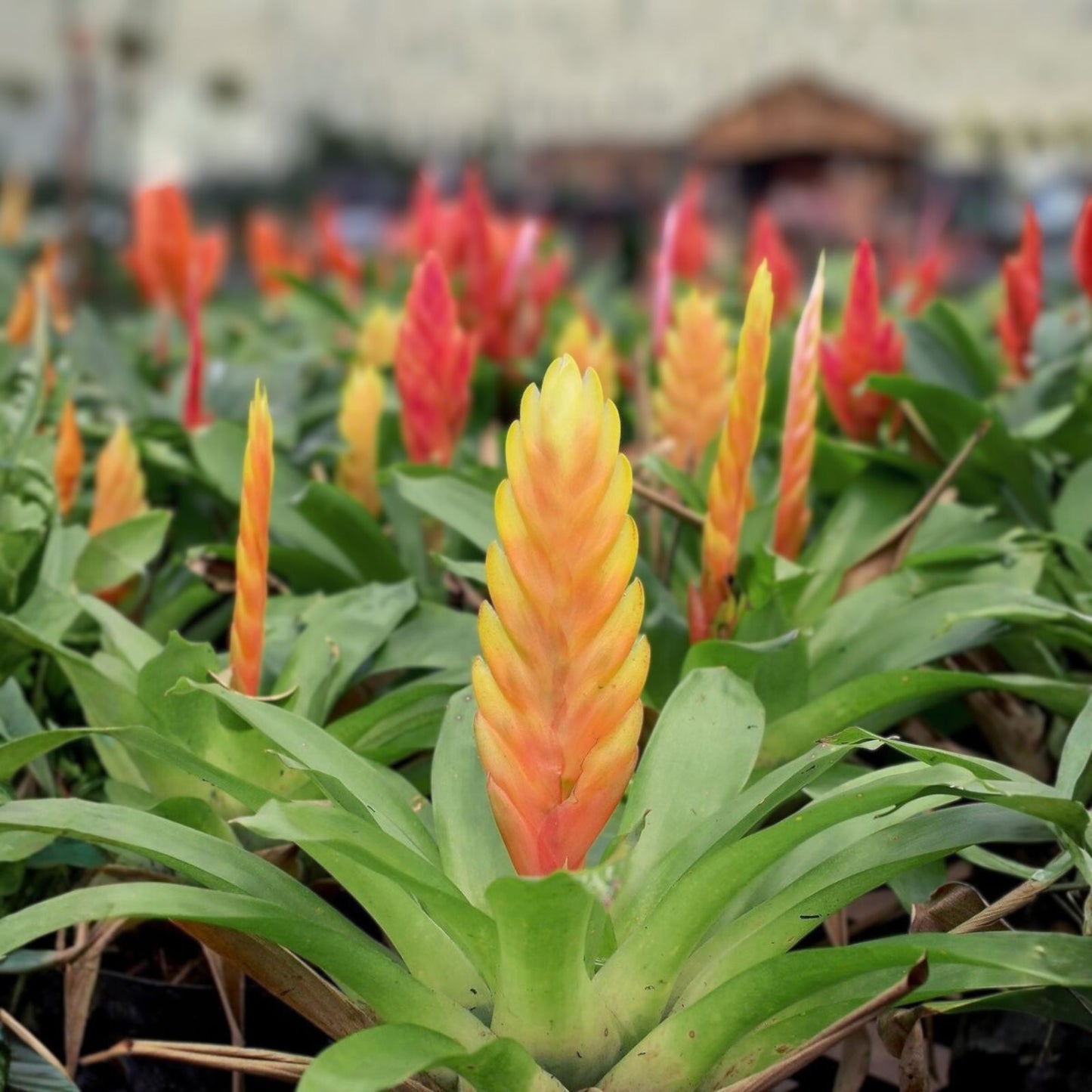 Bromeliad Plant 4" Pot Vriesea Splenreit Tropical Indoor Houseplant Unique Foliage