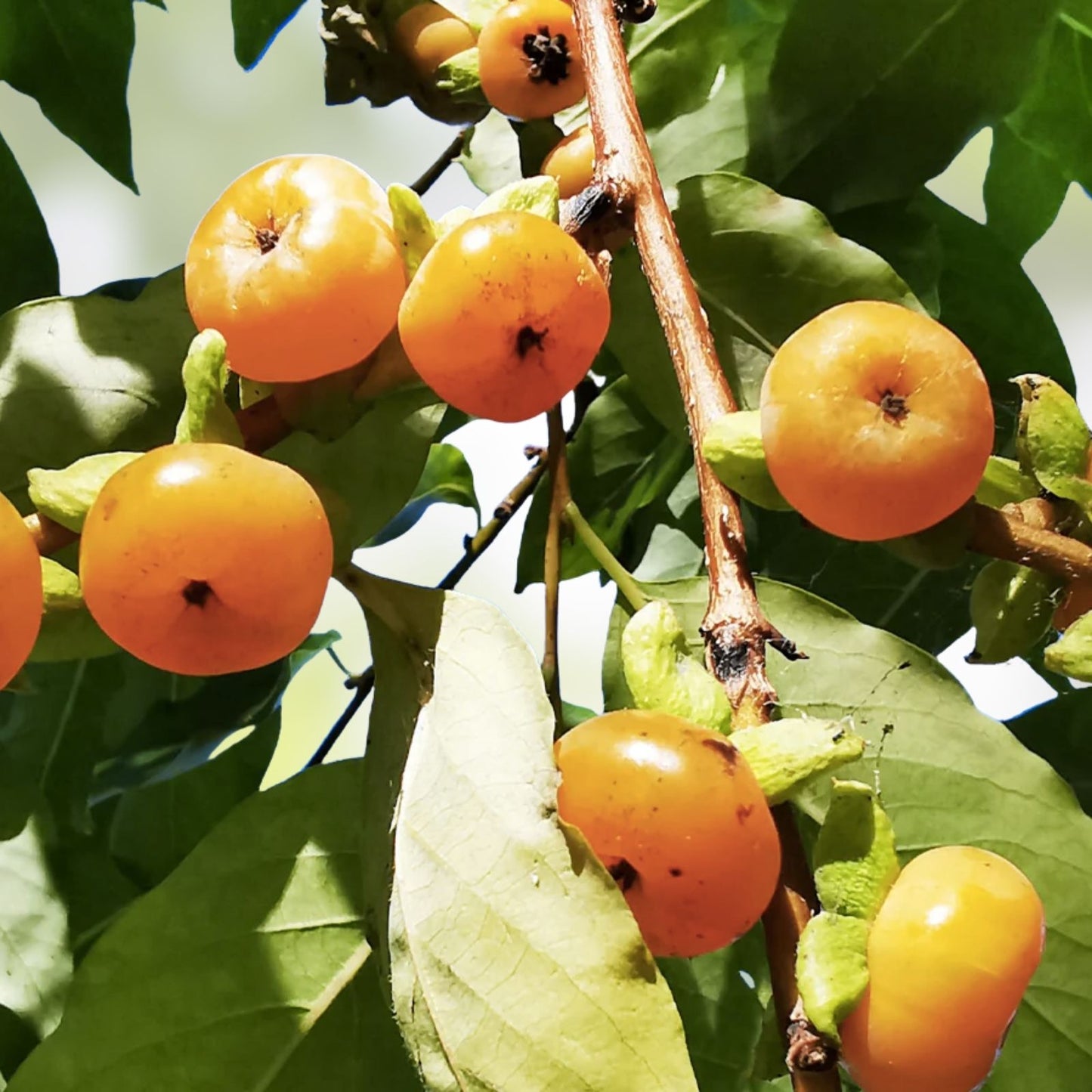 Date Plum Persimmon Seeds - 10 Flowering Fruit Tree Seeds Diospyros lotus - Edible Fruit Tree Seeds - Free Shipping