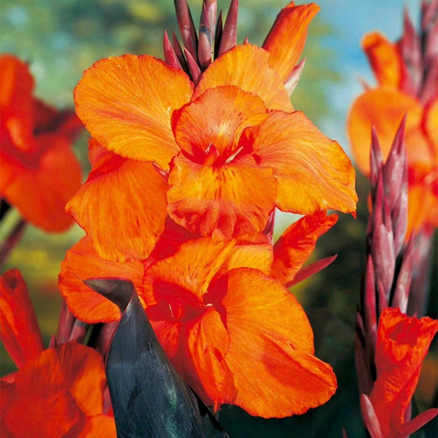Orange Canna Lily Plant - Tropical Perennial Flower - Canna indica - Garden Bulb, Live Plant, Ornamental Flower