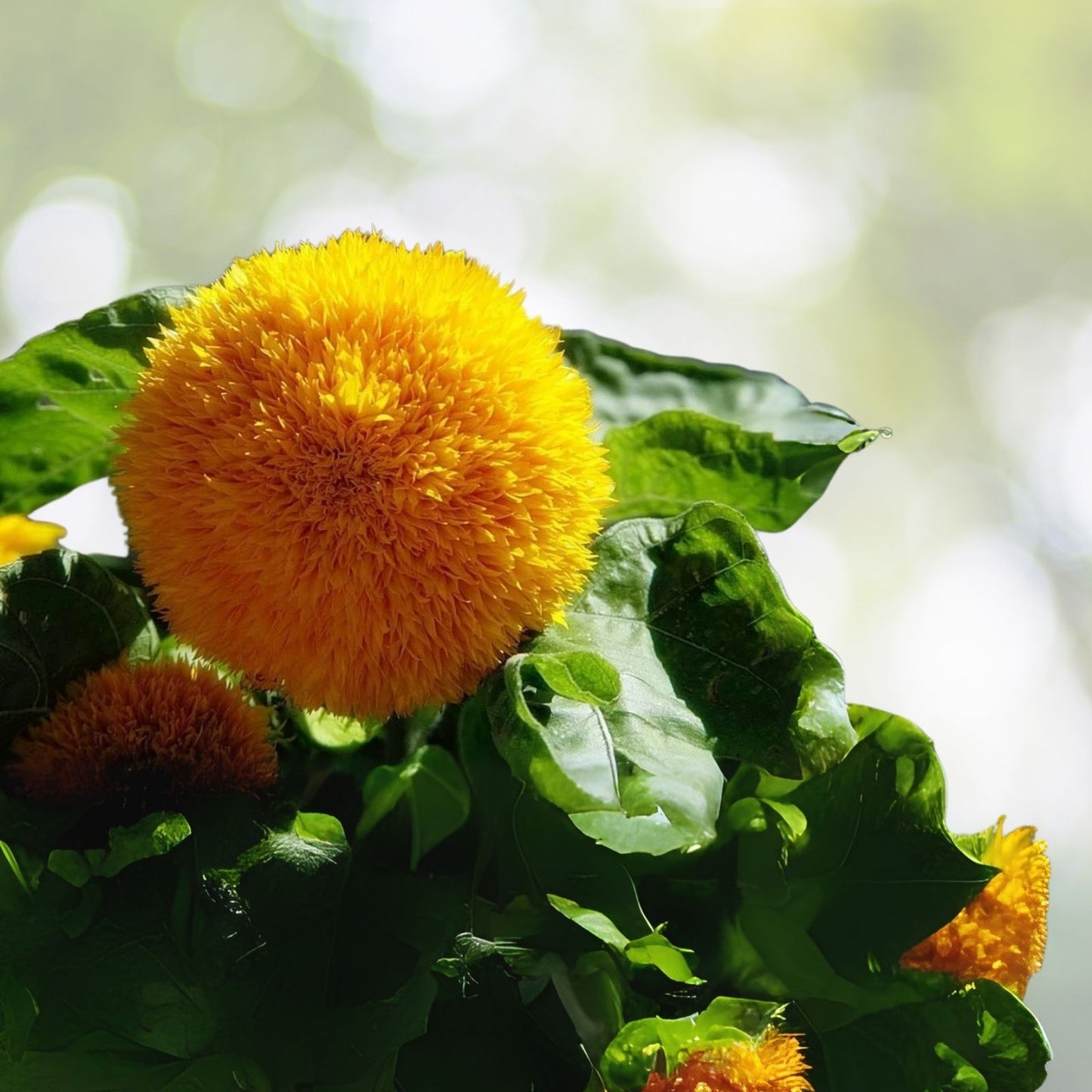 Teddy Bear Sunflower Seeds | 50+ Seeds | Exotic Garden Flower | Helianthus annuus