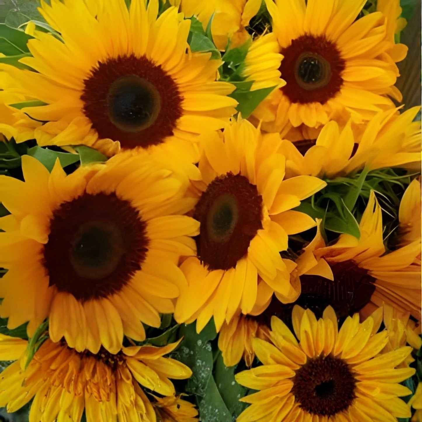 Fresh Sunflower Seeds 20 Organic Vincent's Helianthus annuus USA Grown Non-GMO, Raw, Edible Seeds, Ships Free