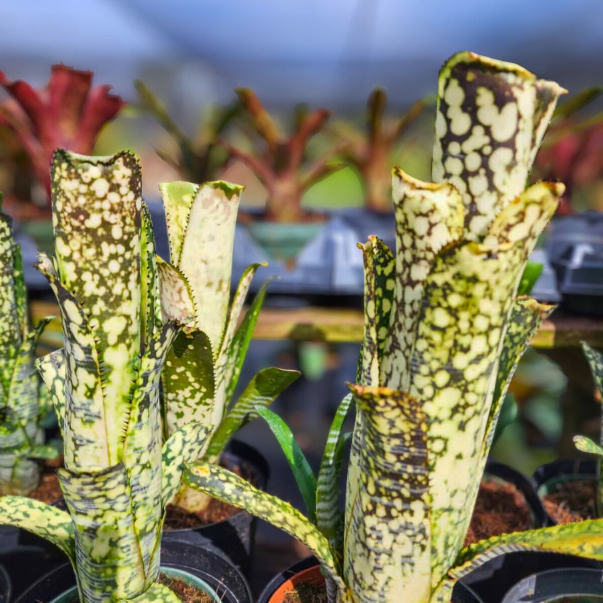 Billbergia Bromeliad Hybrid - Lots of Spots Yellow - Unique Collector's Plant - Disease Free - Ready to Grow
