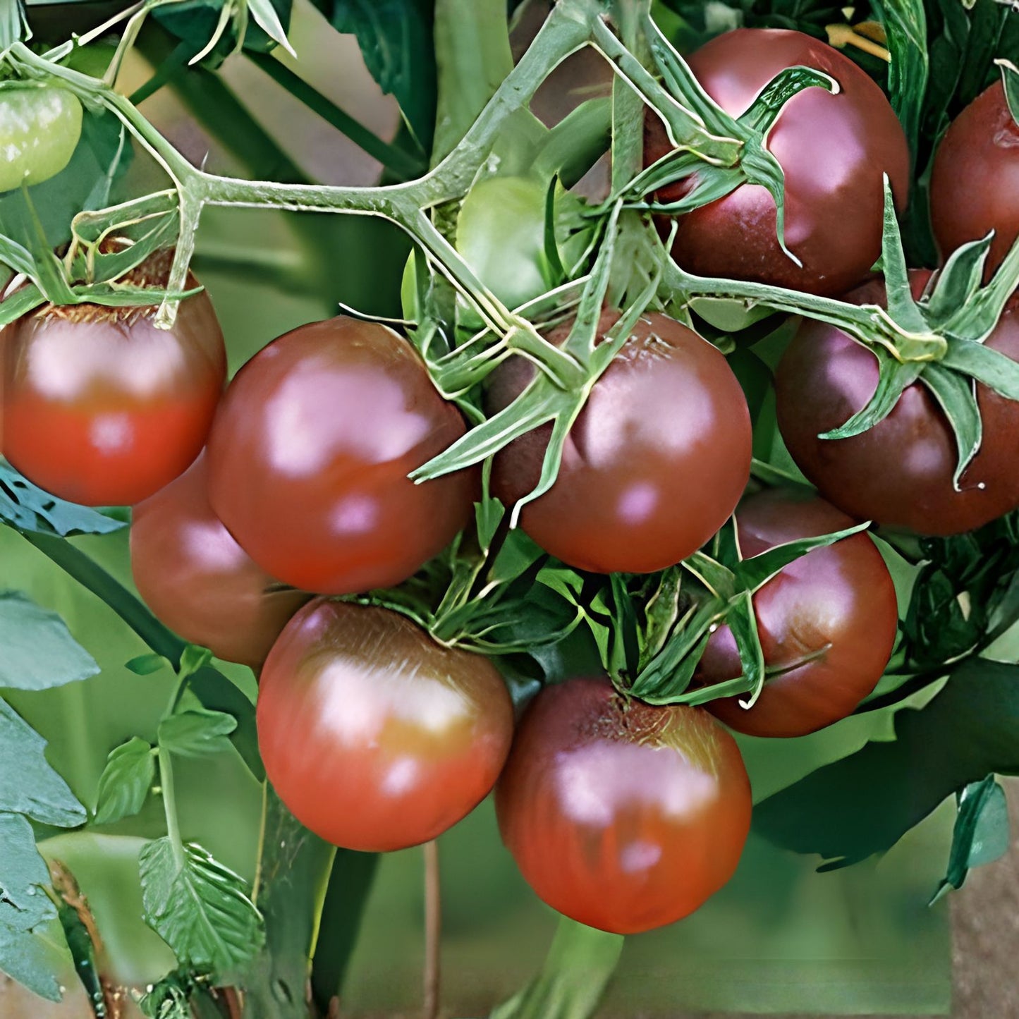 Chocolate Cherry Tomato Seeds Non-GMO Heirloom Solanum lycopersicum 40+ Starter Plants Gardening