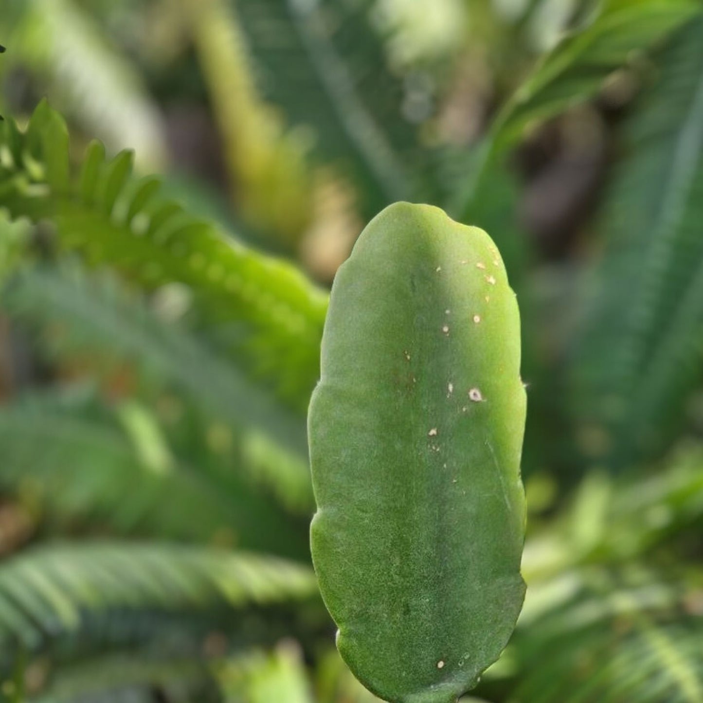 Dendrocereus Nudiflorus Rooted Cutting - Unique Cactus Plant for Indoor Gardening, Succulent Collector's Item