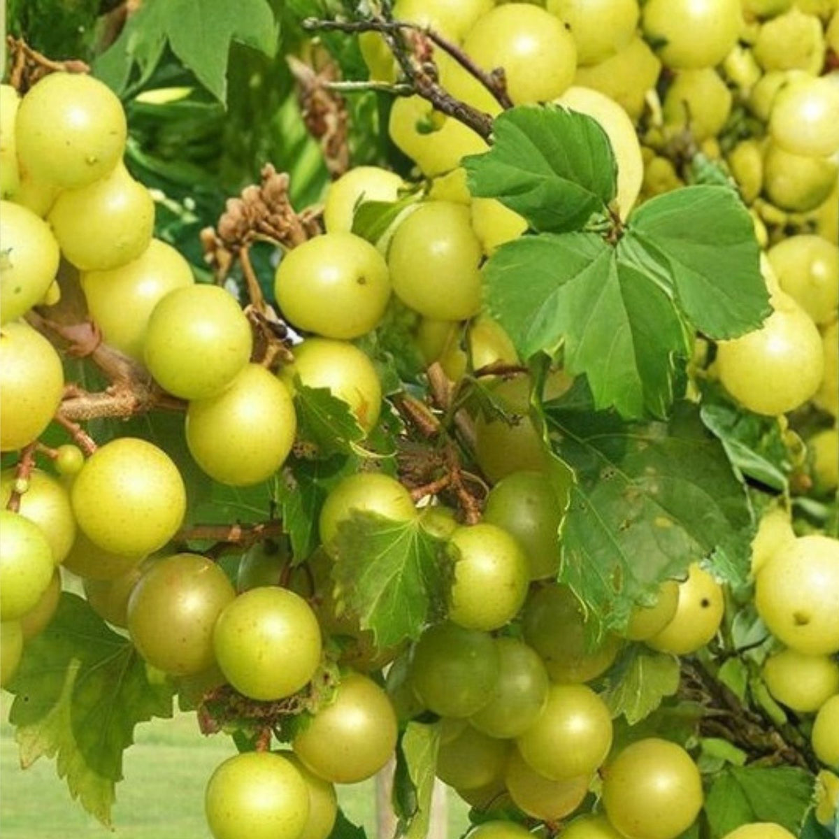 Scuppernong Muscadine Grape Vines 10-Pack, Self-Fertile, Fast-Growing Vitis rotundifolia, for Zones 7-10