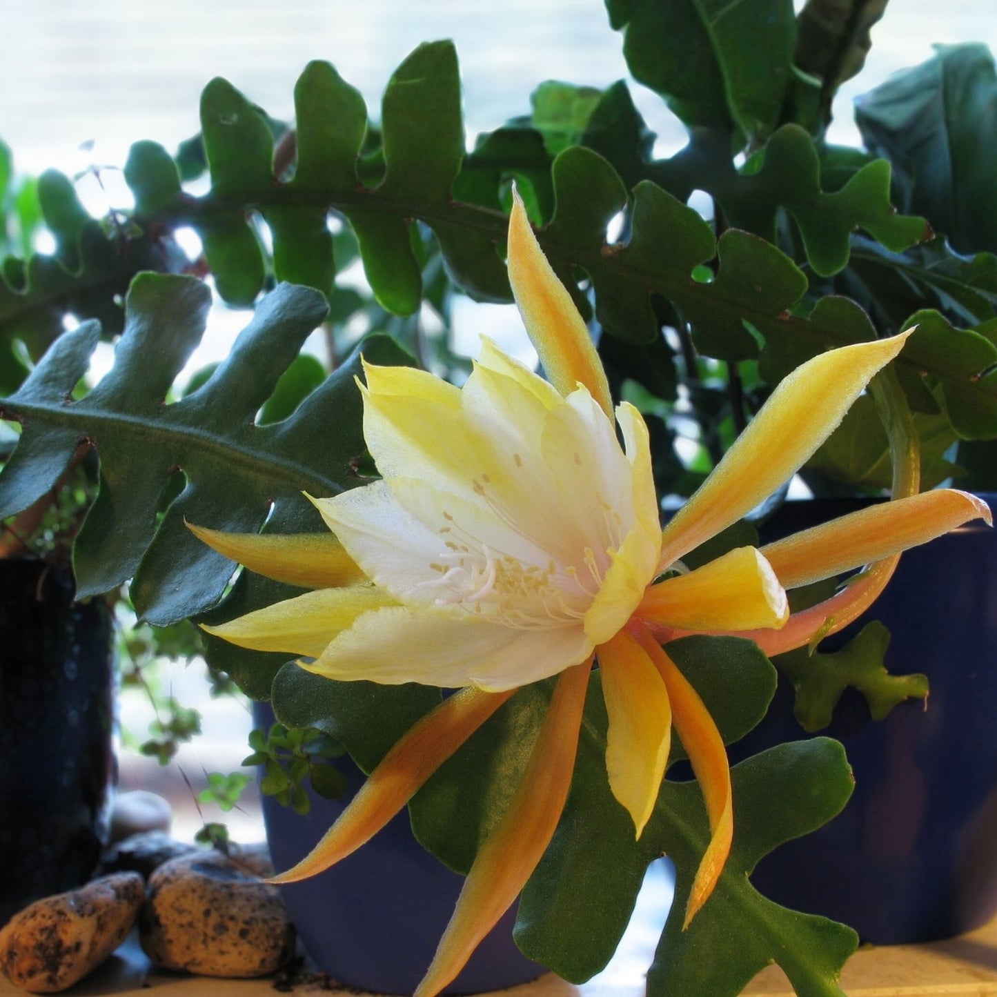 Ric Rac Cutting 2 Pack, Orchid Cactus, Fish Bone Succulent, Cryptocereus anthonyanus, Succulent Propagation Material