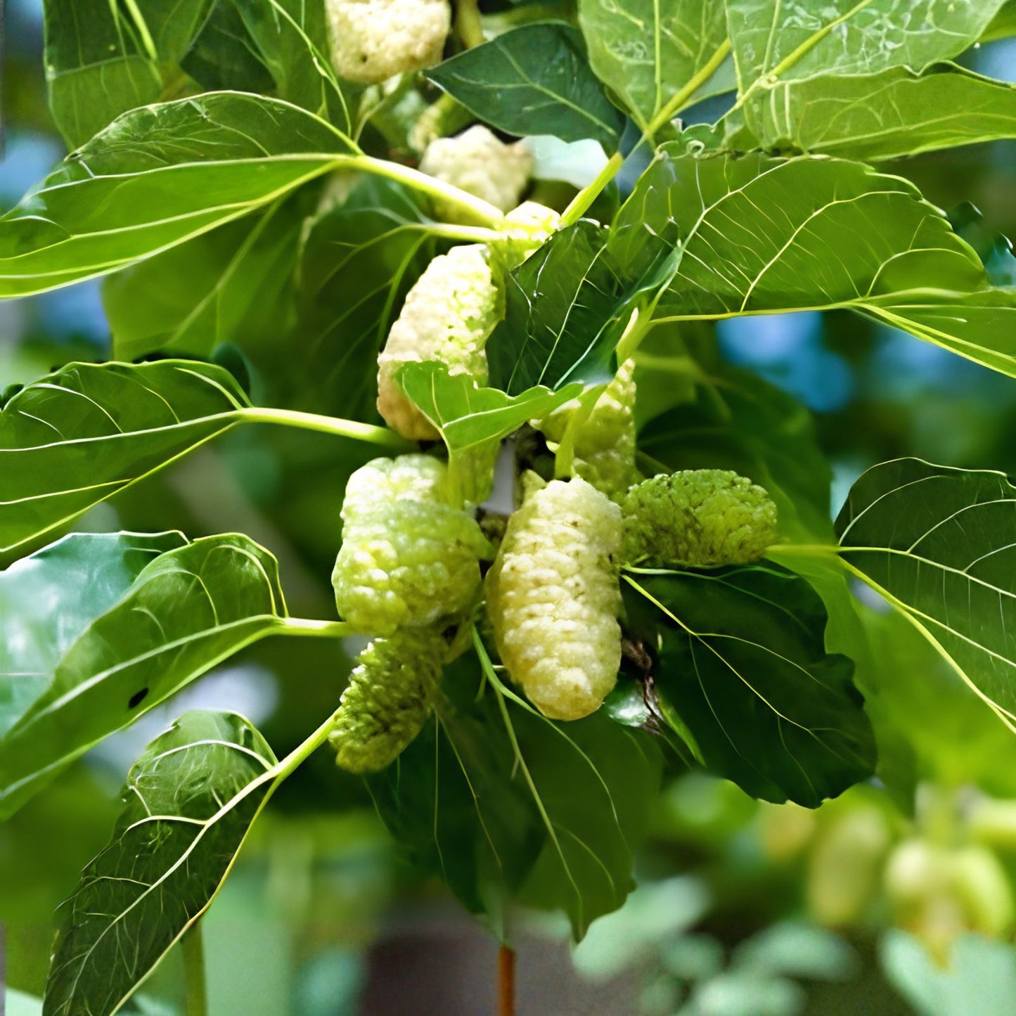 White Mulberry Tree Seeds – 50+ Non-GMO Morus Alba Fruit Tree Seeds for Growing and Planting