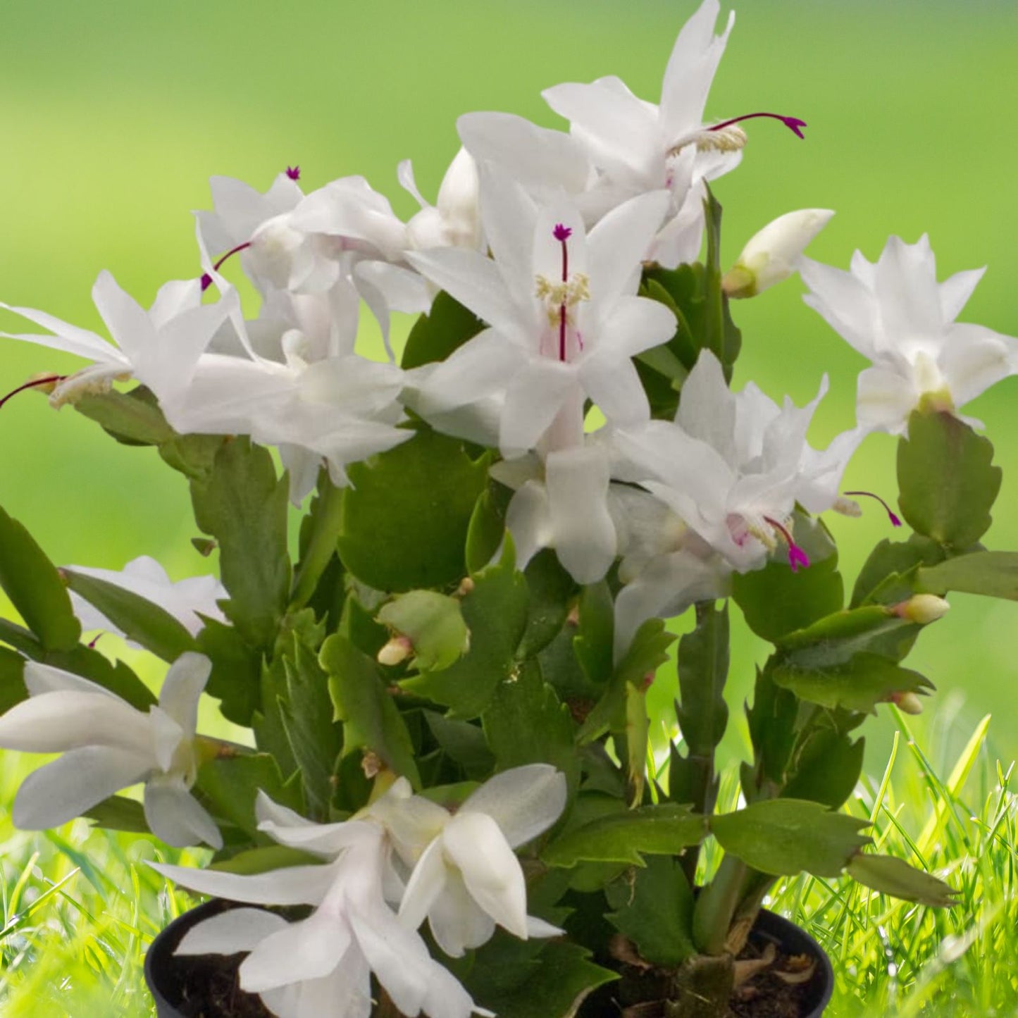 White-Christmas-Cactus-Plant-3-Inch-Pot-Holiday-Cactus-Schlumbergera
