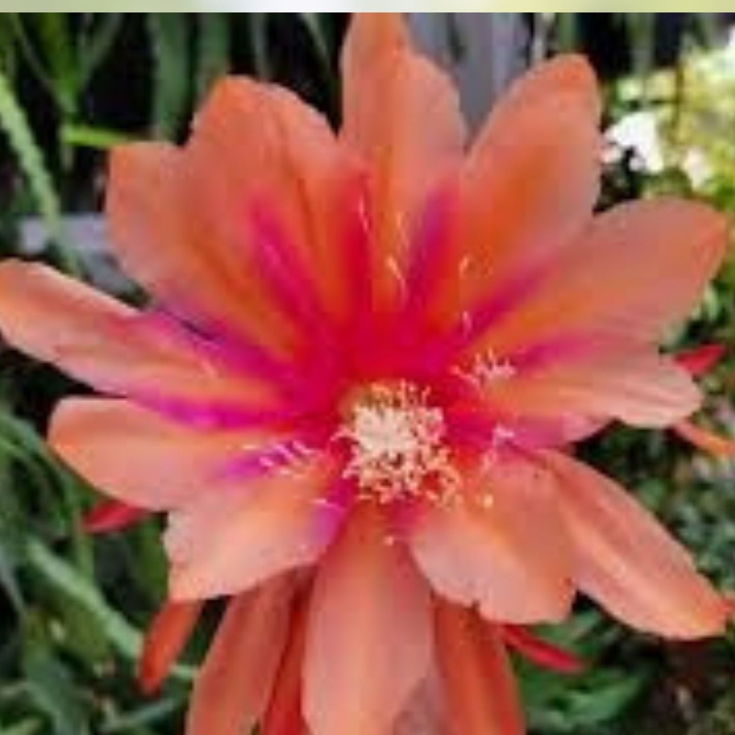 Epiphyllum Crest Unrooted Cuttings 8-10 Inches Unique Succulent Variety Epiphyllum spp,
