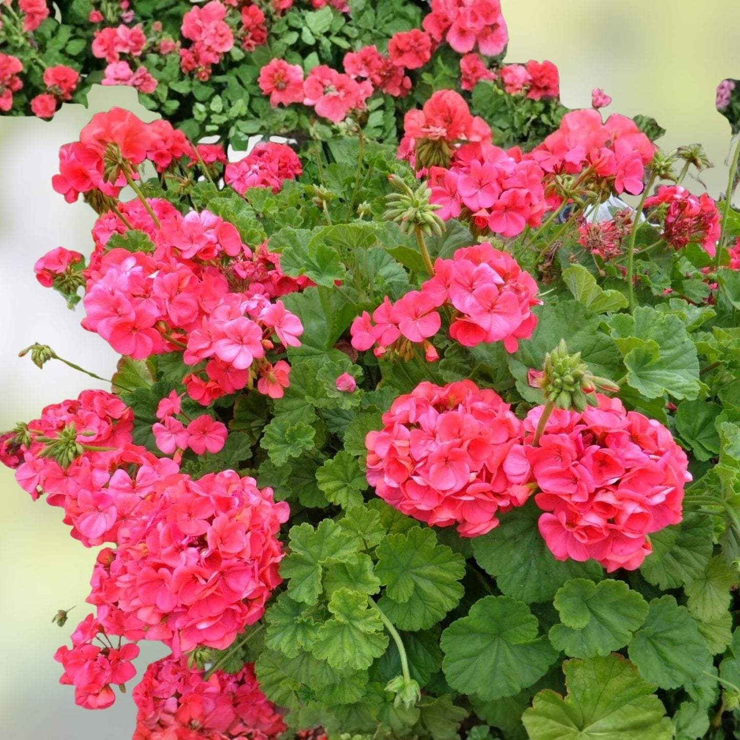 Hardy Geranium Cuttings 5x6" Big Red Flowers Pelargonium spp. Fresh Plant Cuttings