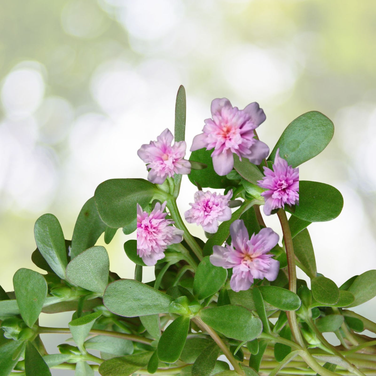 Portulaca Live Starter Plant Set 2 Seaglass Double Pink Succulent 4 6" Tall Portulaca grandiflora