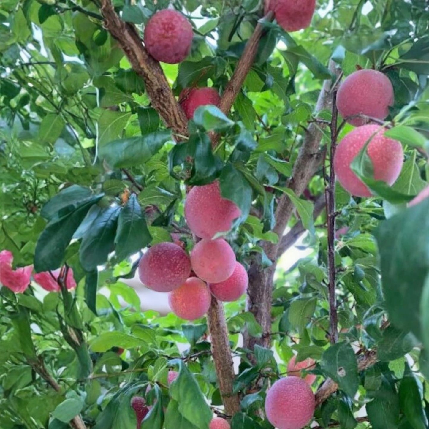 Emerald Grenade Sweet Pluot Triple Pack - 15 Scions - Pluerry Fruit Tree Grafting Scions - Edible Fruit Tree Variety