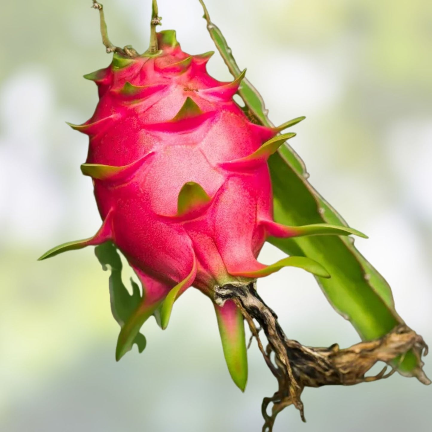 Mystery Dragonfruit Cuttings 4+ Inches Fully Rooted 4 Varieties Hylocereus spp. Fruit Plant