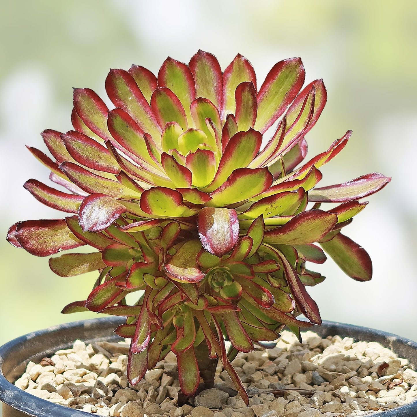 Rare Aeonium Mardi Gras Succulent Cutting – Variegated Live Plant, 3-4 inches, Unique Colorful Variety, Unrooted, Succulent Plant
