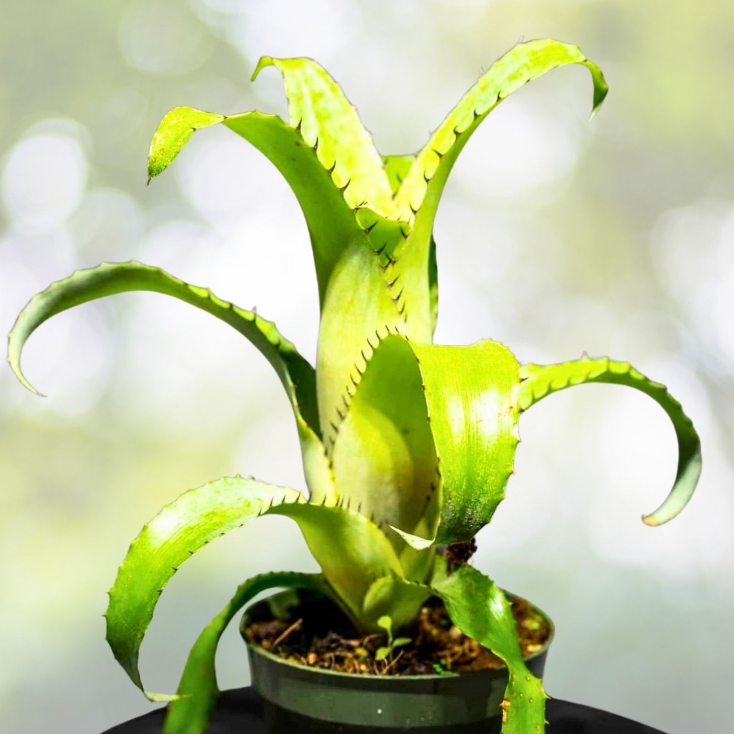 Bromeliad Plant 5" Pot Guzmania Ice Cream Variety (Guzmania spp.) - Unique Spineless Foliage for Indoor Decor
