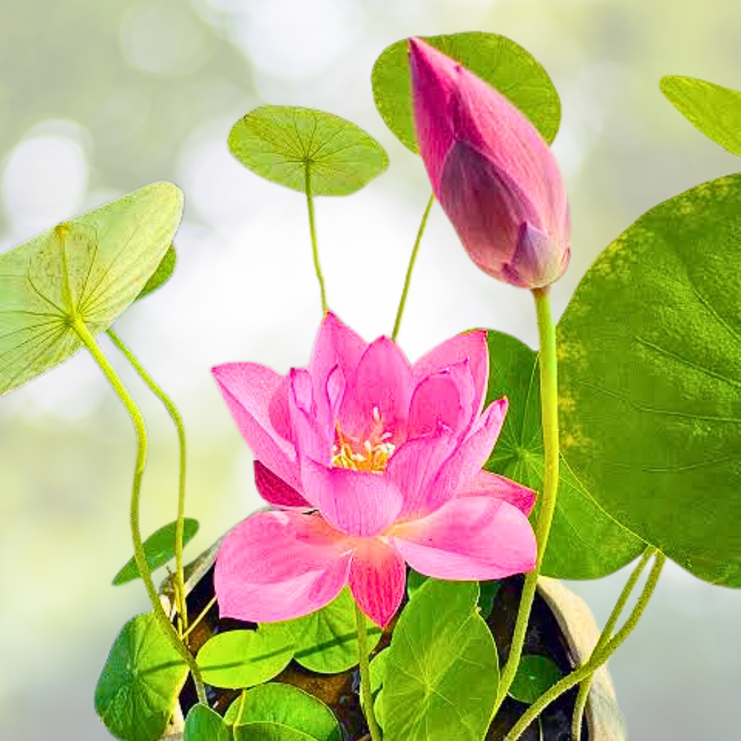15pcs Mixed Color Lotus Seeds for Indoor Outdoor Aquatic Gardens - Nymphaea Varieties