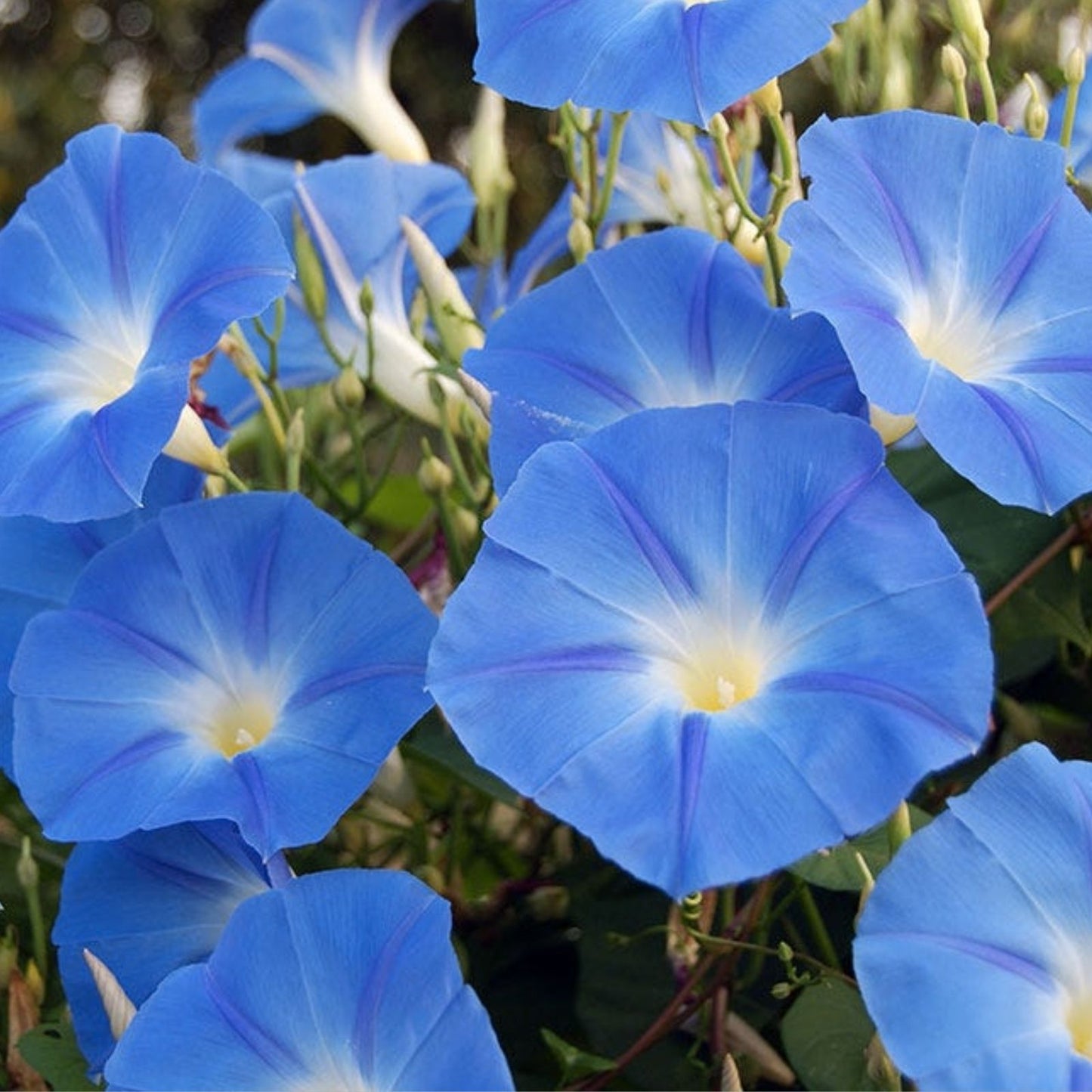 Heavenly Blue Morning Glory Seeds - 300 Count - Beautiful Flowering Vine - Ipomoea tricolor