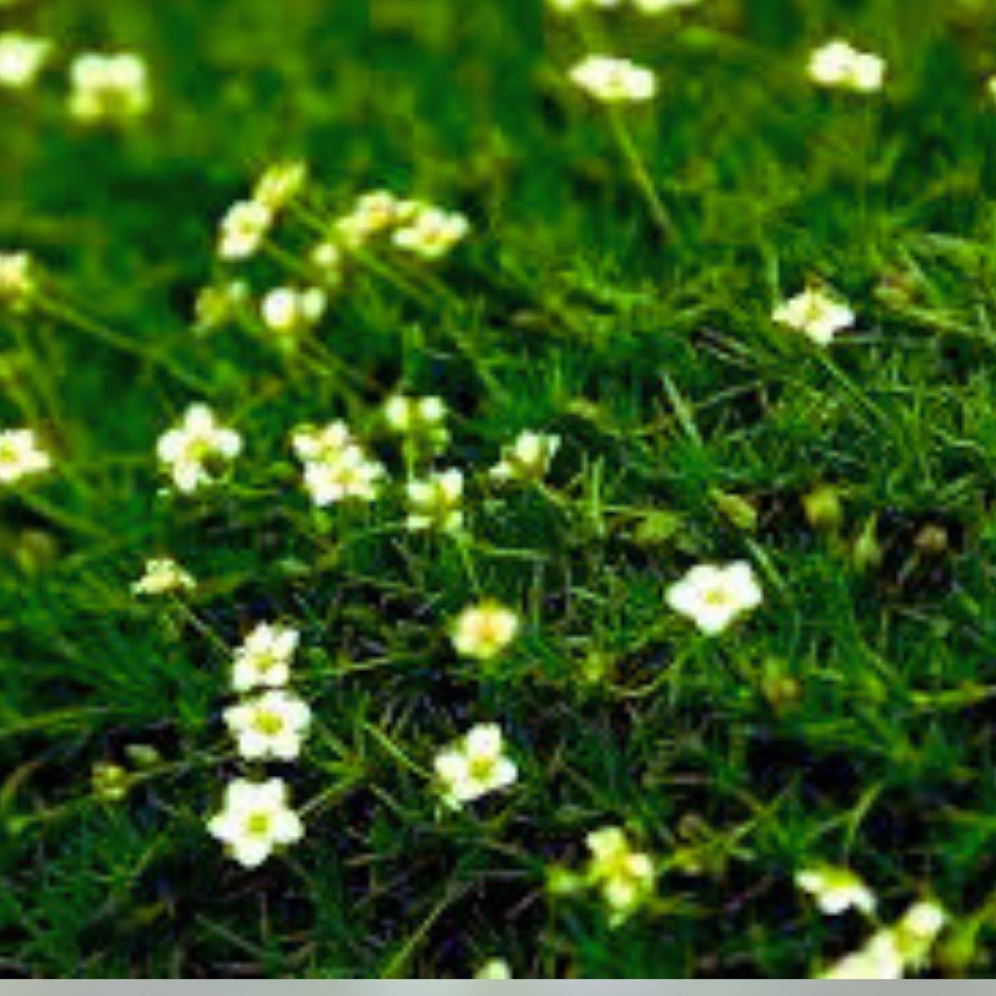 Irish Moss Seeds for Planting - Ground Cover Seeds with Attractive Blooms - Chondrus crispus - Eco-Friendly Garden Planting Kit