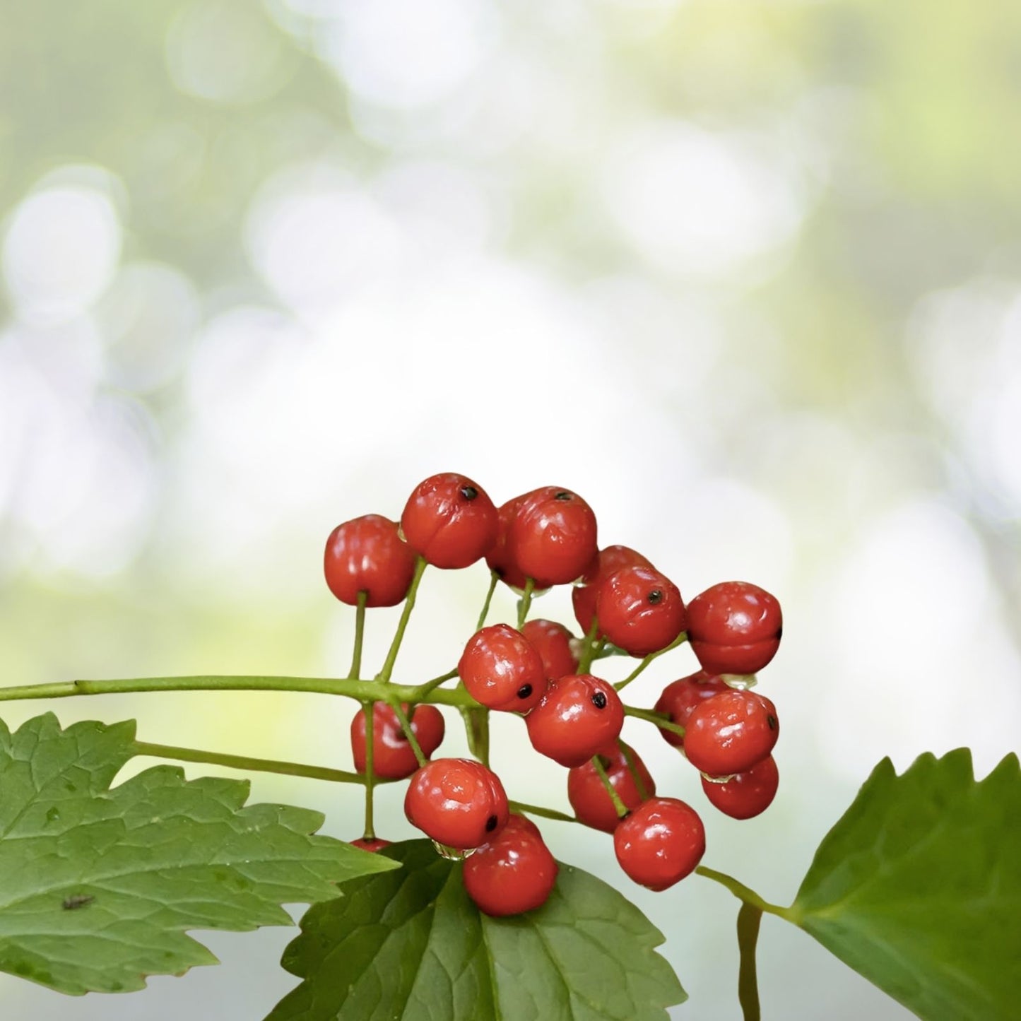 Red Baneberry Seeds - Pre-Stratified 20 Seeds - Actaea rubra - Easy to Grow Perennial Plant