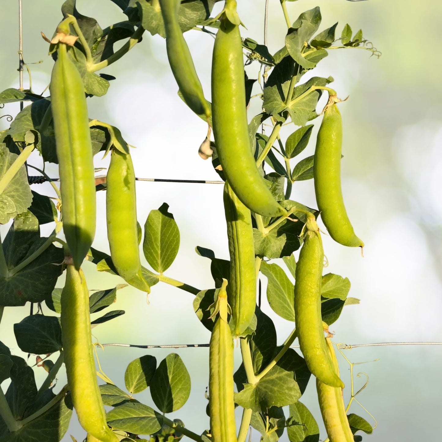 Lincoln Pea Seeds | NON-GMO Heirloom Seeds | Fresh Edible Variety | Pisum sativum