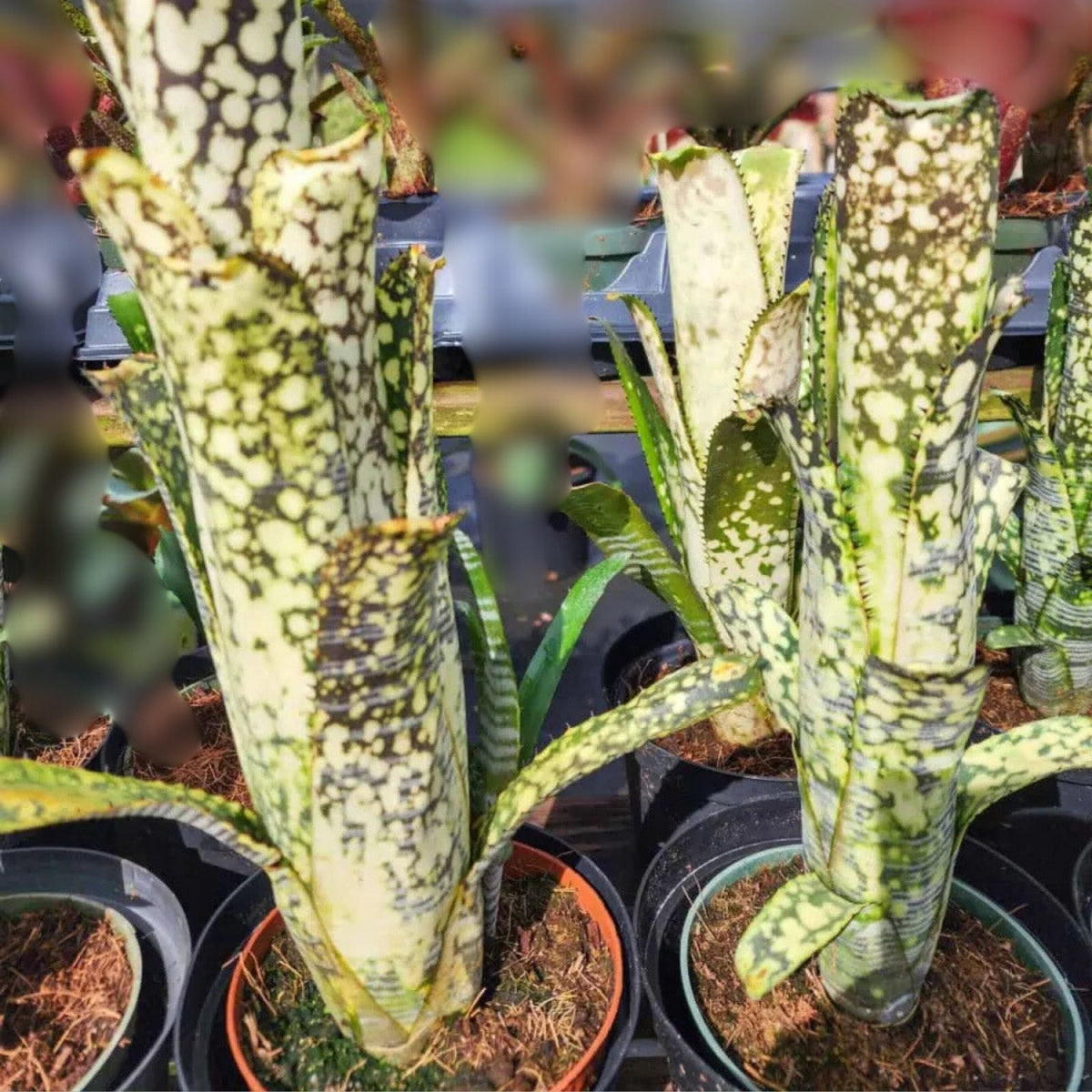 5" Billbergia Lots of Spots Plant - Colorful Bromeliad for Indoor Gardens - Billbergia nutans Variety