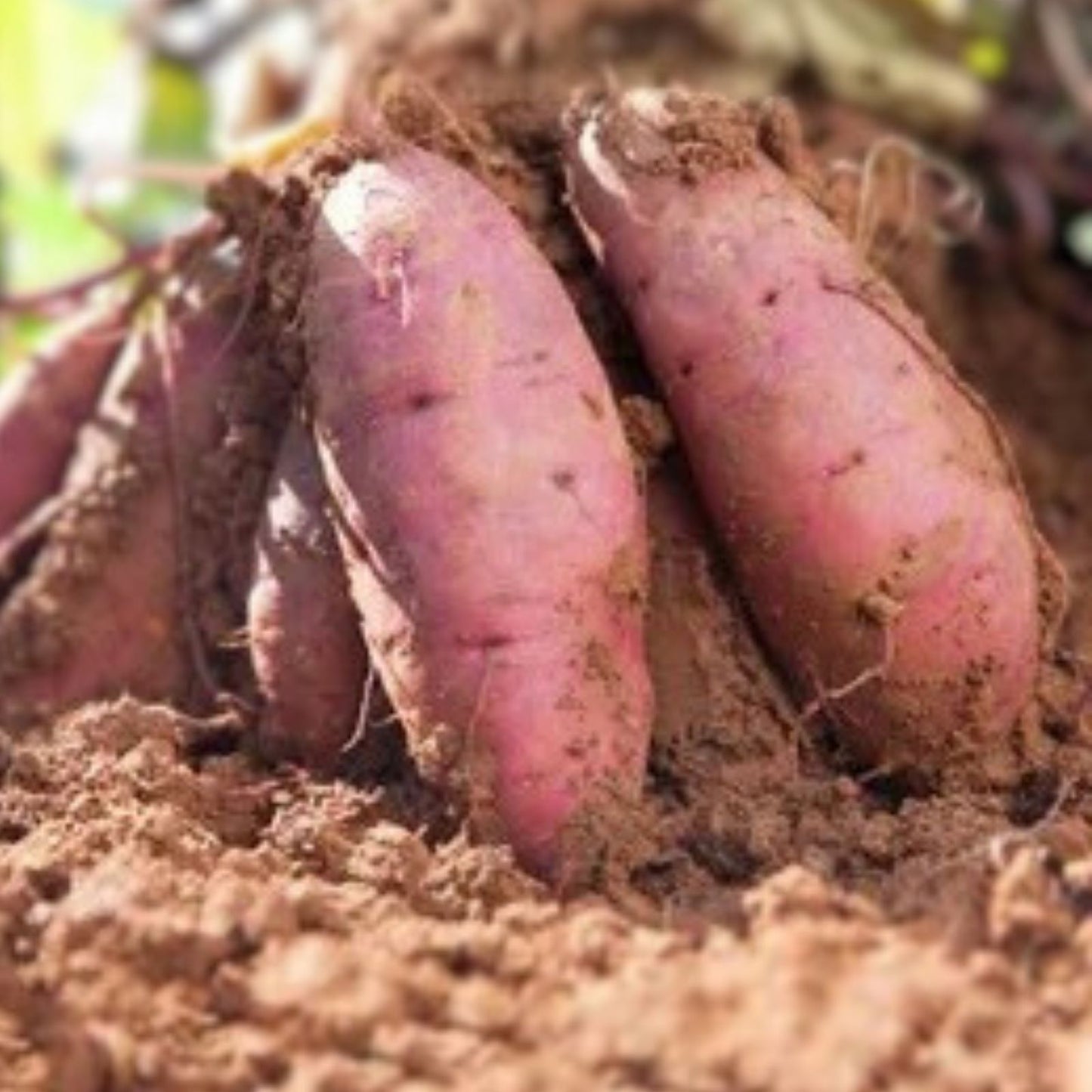 Okinawan Sweet Potato Cuttings - 6" Slips for Summer Garden - Ipomoea batatas - Organic, Edible Root Vegetable, Garden Plant