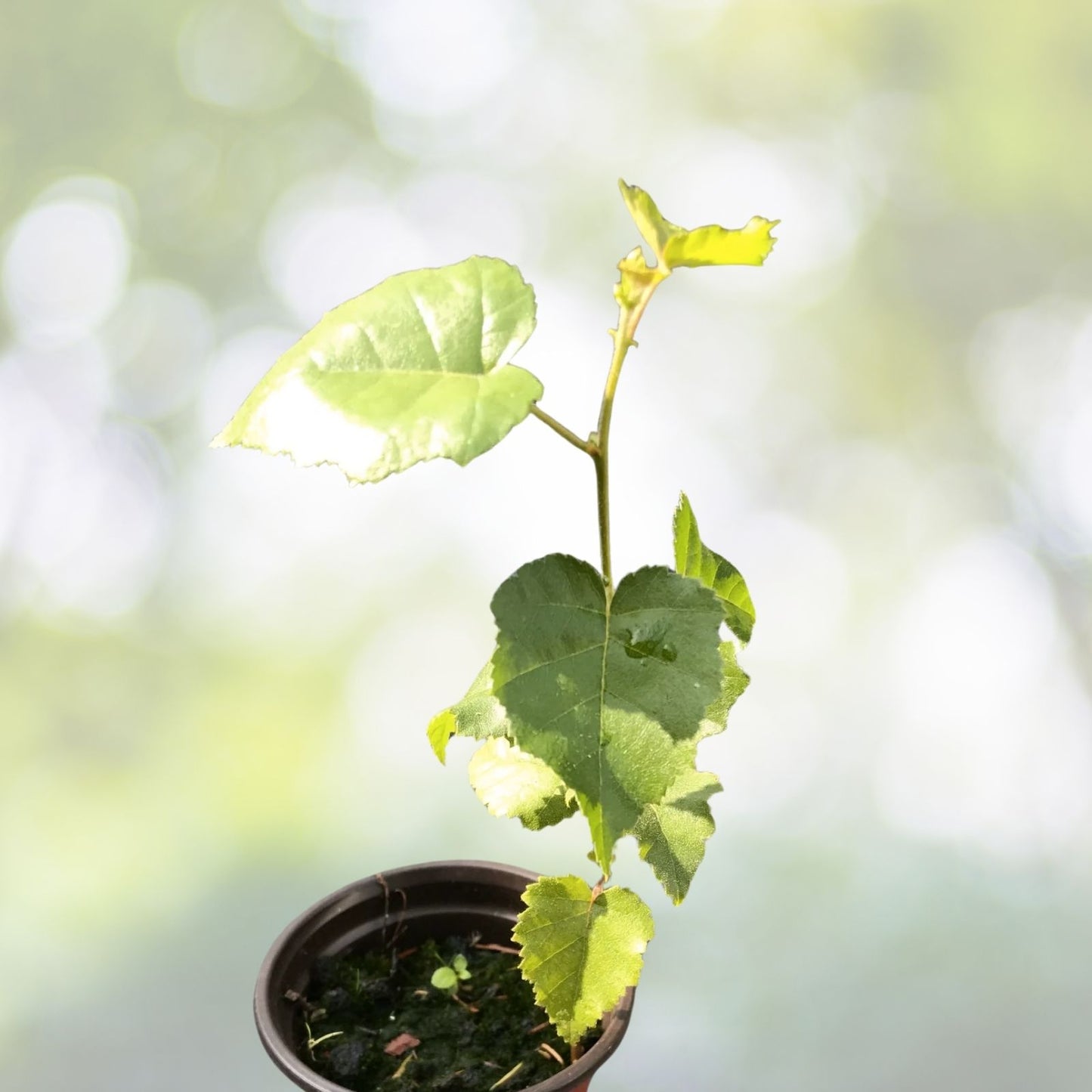 Silver Birch Seeds - Fast Growing Betula pendula - 100+ High-Quality Seeds for Planting, Free Shipping