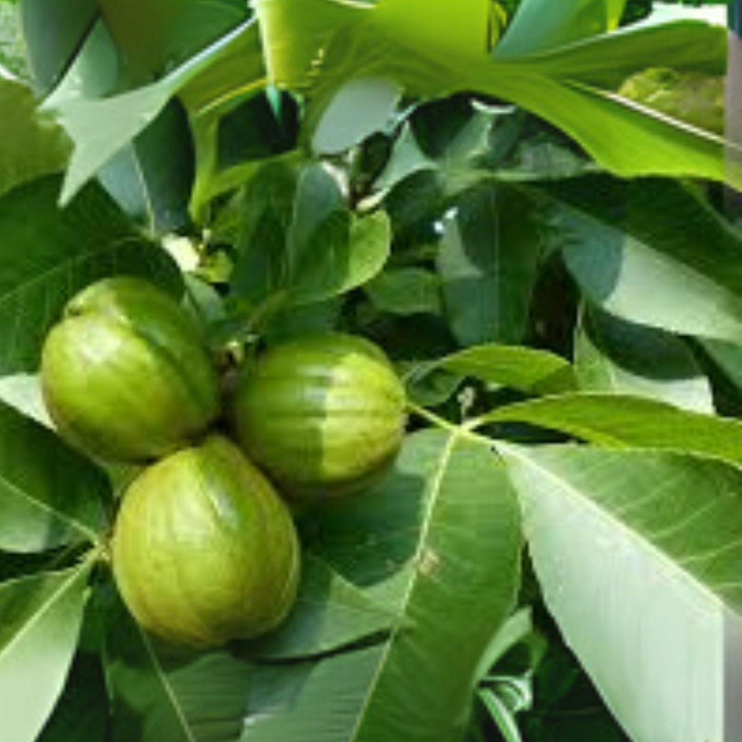 Mockernut Hickory Nuts - 5 Pack - Carya tomentosa - Shade Trees & Wildlife Food Source
