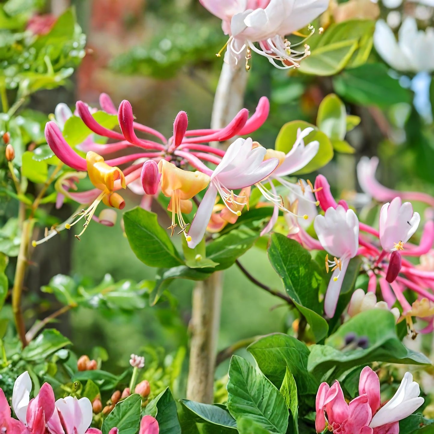 Honeysuckle Vine Starter Plants Set of 2 – Lonicera spp. – Easy Care Climbing Garden Plants, Freshly Dug, Flowering, Ornamental