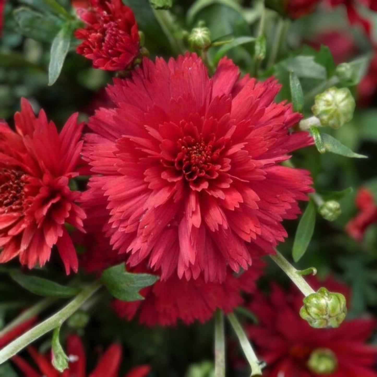 Magic Cranberry Mum Seeds 200+ Pack Chrysanthemum Flower Seeds Garden Planting Fall Decor Chrysanthemum indicum