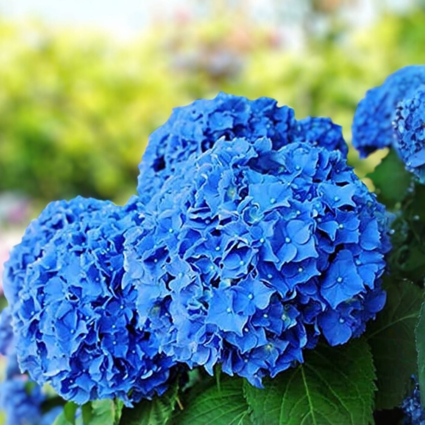 Elara Blue Hydrangea Seeds 85 or 250 Non-GMO Flower Seeds Hydrangea macrophylla
