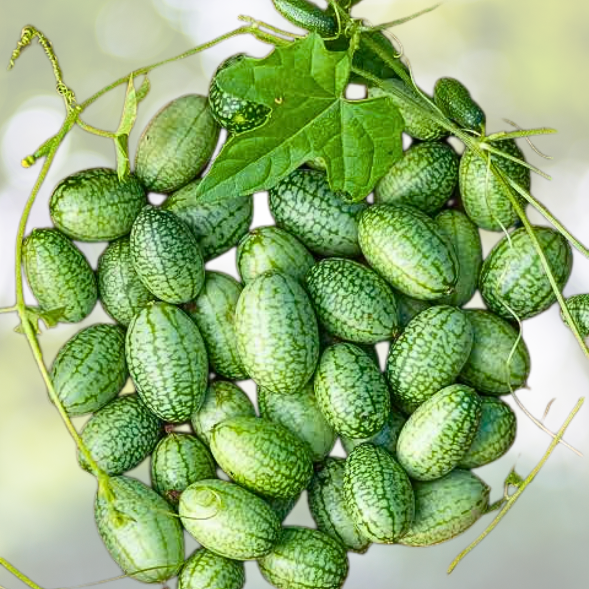 Cucamelon Seeds - 70pcs Mexican Sour Gherkin - Melothria scabra - Exotic Flavor Garden Planting