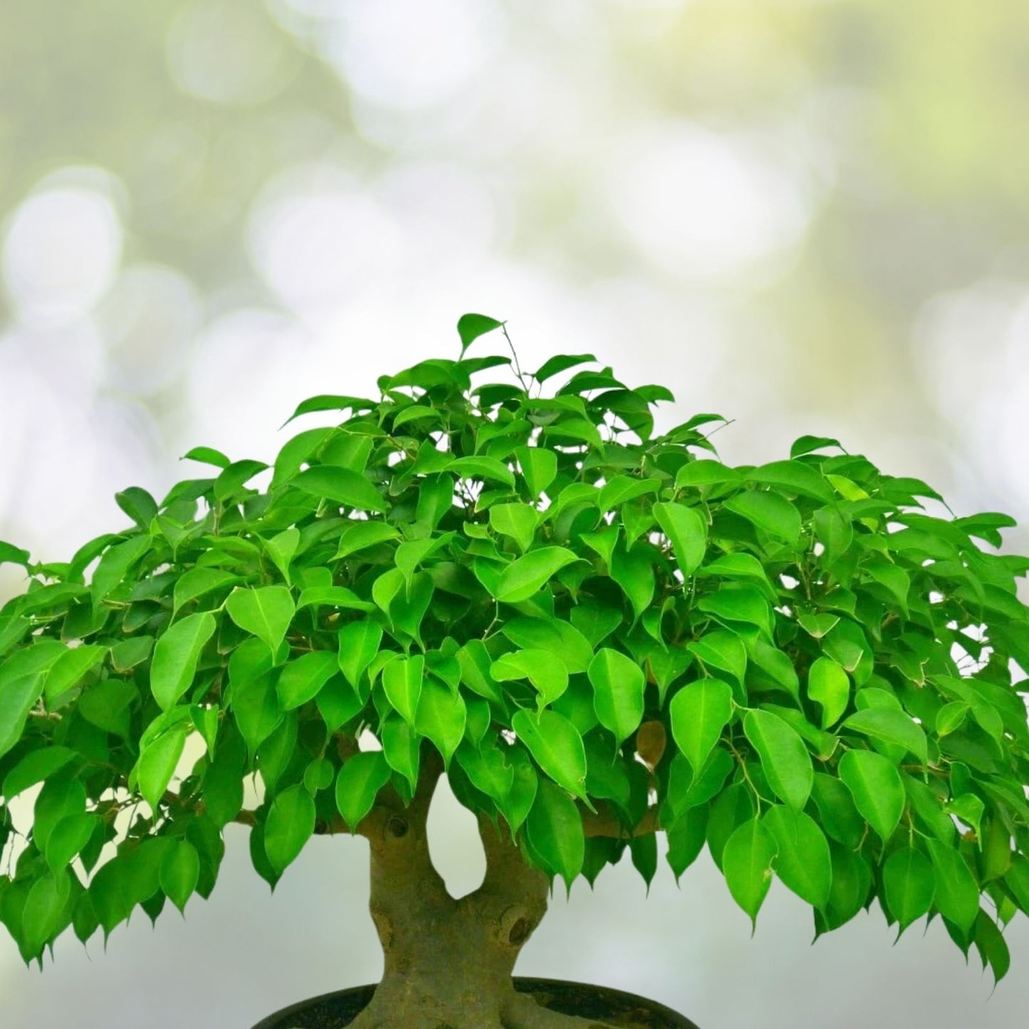 Sweet Plum Bonsai Tree Seeds | 10 Seeds | Prunus Americana | Ideal for Bonsai Cultivation