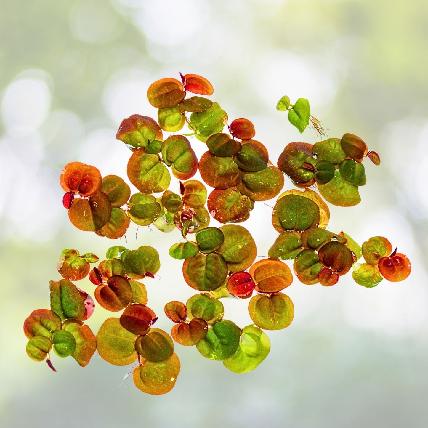 Red Root Floater Aquatic Plant - Large Portion, Easy Care - Phyllanthus Fluitans - 7 Stems