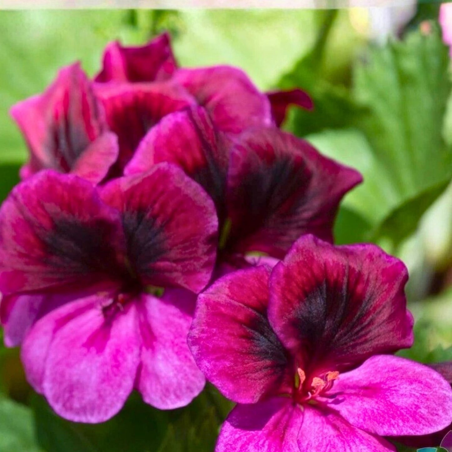 Geranium Seeds 100+ Fireberry Fantasy Fragrant Non-GMO Flower Seeds Pelargonium Perfect for Gardens