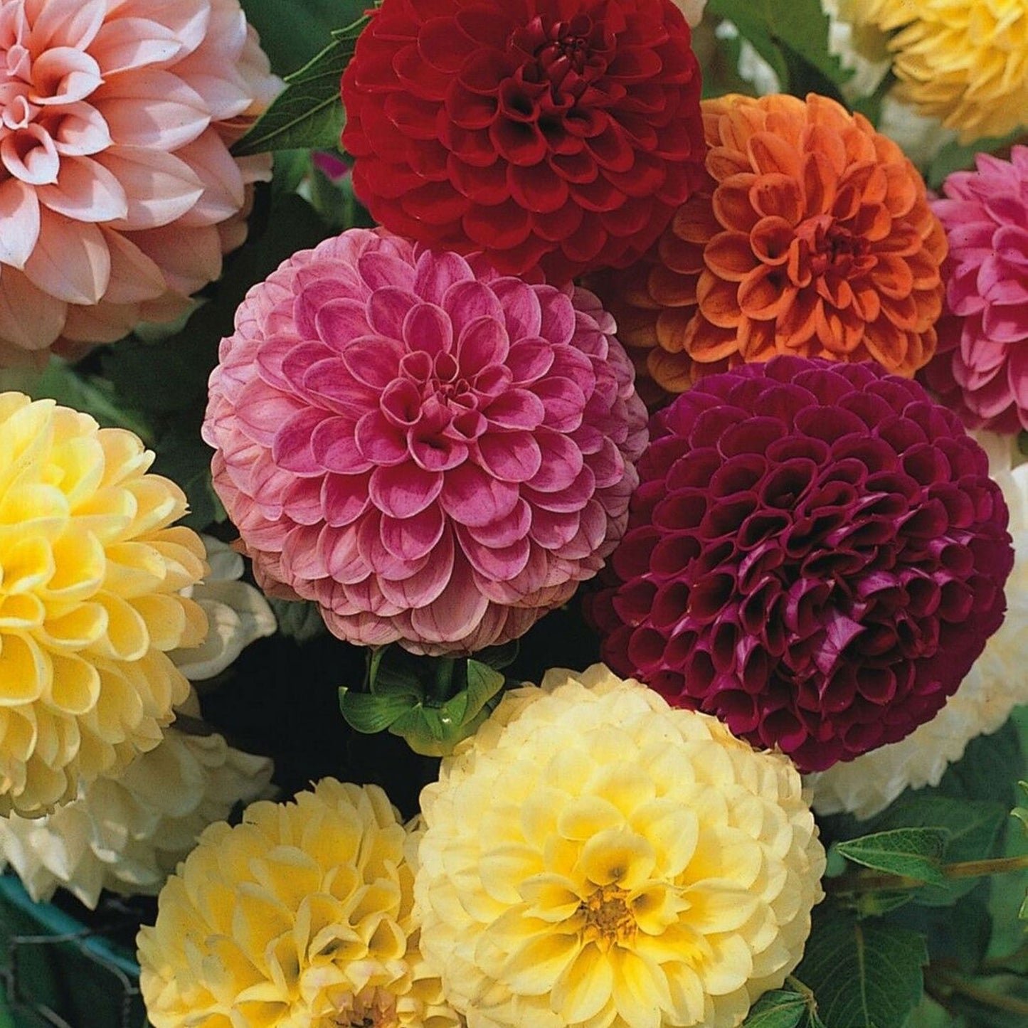 Exotic Mix Dahlia Flower Seeds, Big Pack 200+ Seeds, Colorful Varieties, USA Grown, Garden and Cut Flower Planting