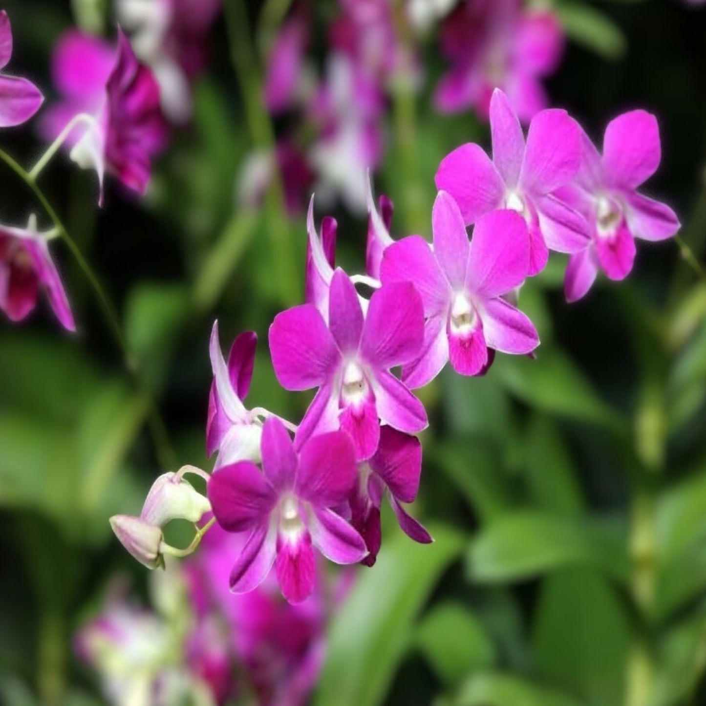 Orchid Plant Seedlings 2 Bulbs No Pot Dendrobium Variety with Bonus Cuttings for Home Gardening
