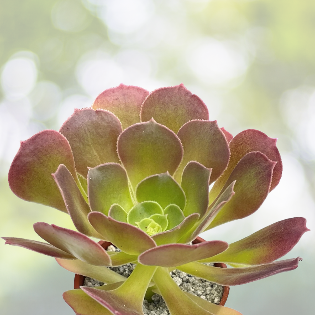 Aeonium Blushing Beauty Cuttings 5"-6" 2 Pieces, Color-Changing Succulent, Fresh Soil-Free Cuttings (Aeonium 'Blushing Beauty')