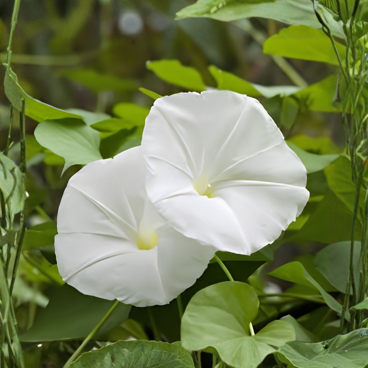 Moonflower Seeds 50 Count - Night-Blooming White Flowers - Ipomoea alba - Fast-Growing Climbing Vine for Gardens