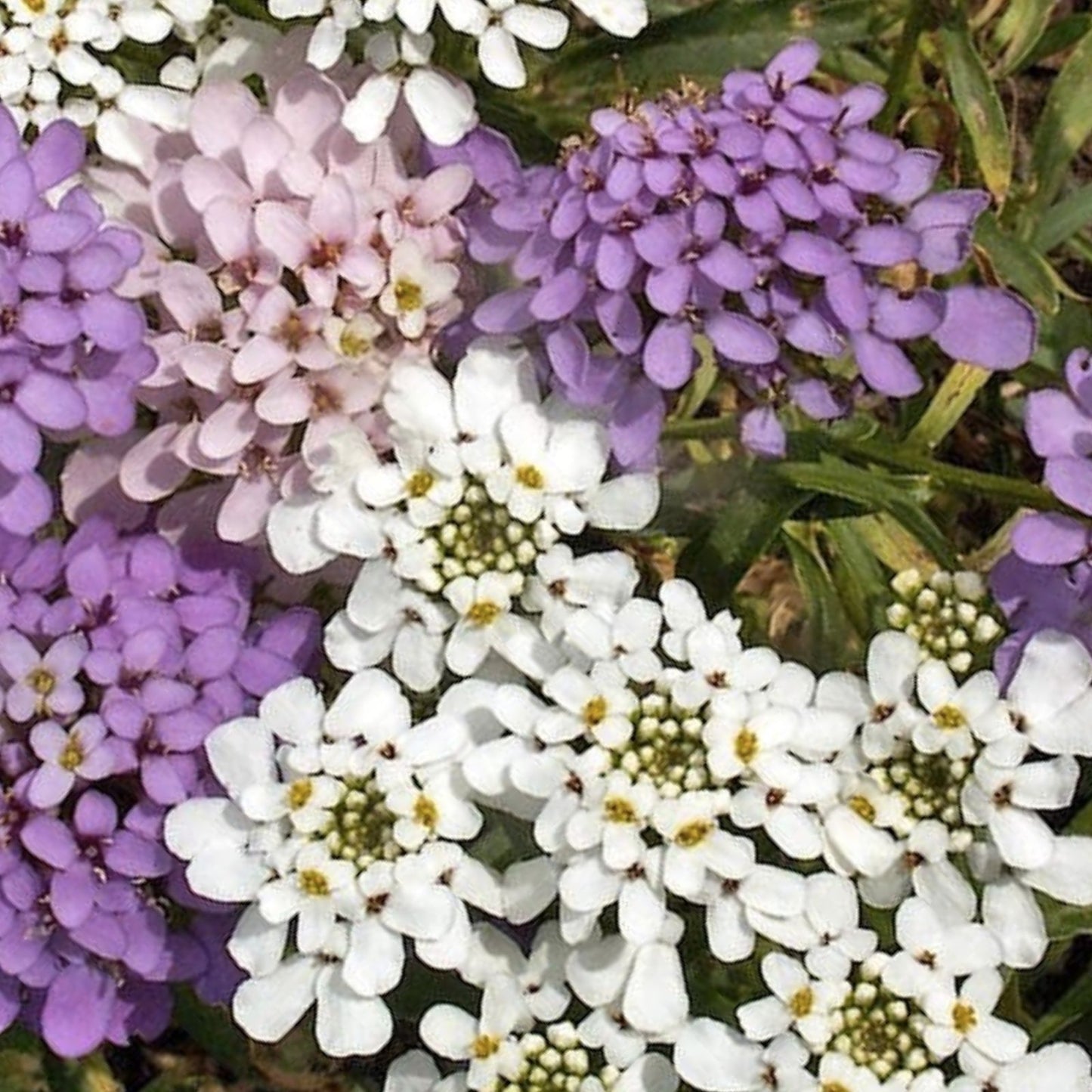Candytuft Wildflower Seeds Ground Cover Plant White Flowers Iberis umbellata Botanical Seed Pack