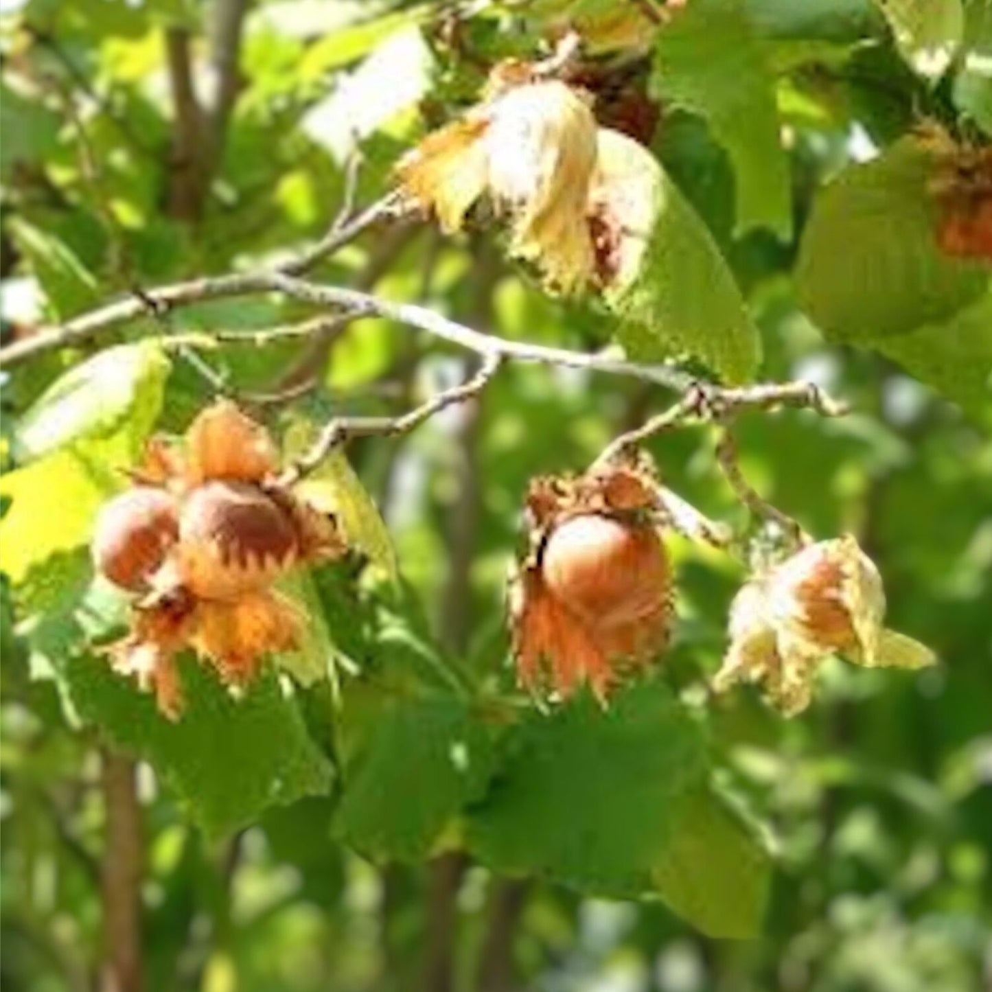 American Hazelnut Tree 12-24in Live Bare Root Plant, Edible Nuts, Deciduous Shrub, Corylus avellana