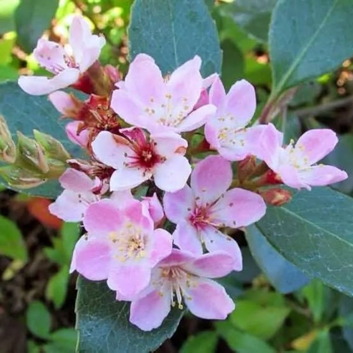 Indian Hawthorn Seeds 25 Pack Pink Lady Variety Rhaphiolepis Indica Garden Plant Seeds 2025 Harvest